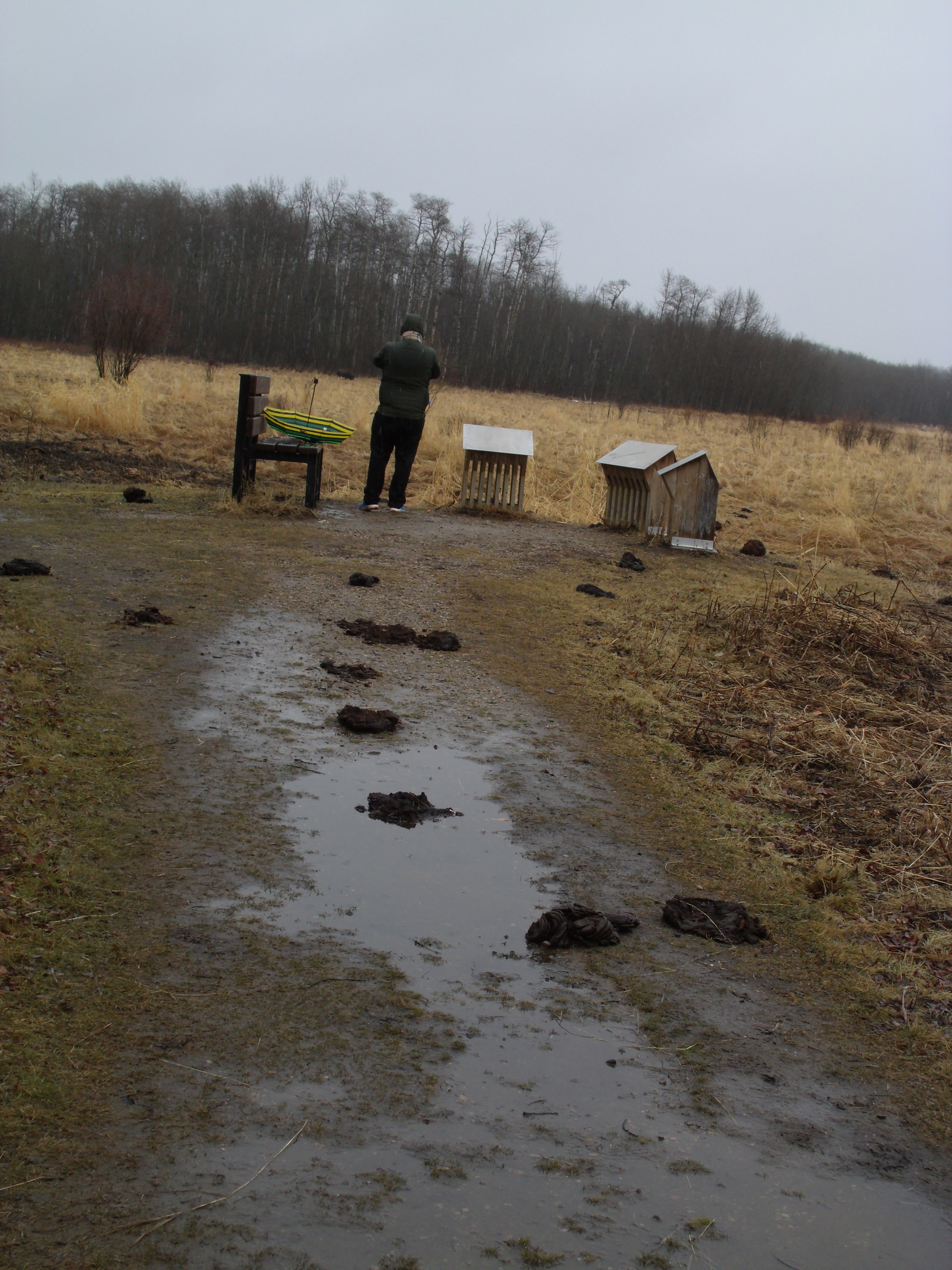Sur le sentier de terre battue se suivent une série de bouses de bisons, au bout, mon conjoint de dos, son parapluie renversé sur un banc, prend une photo des bisons au loin, broutant à l'orée du boisée.