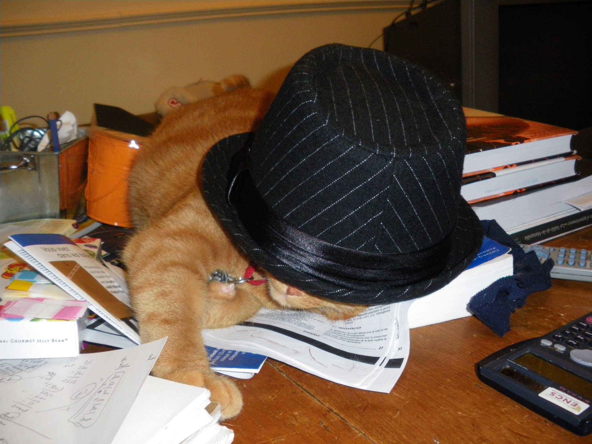Clément le chat est étendu sur la table de face, mais on voit à peine le bas de son minois sous le chapeau noir couvert de fines rayures grises.