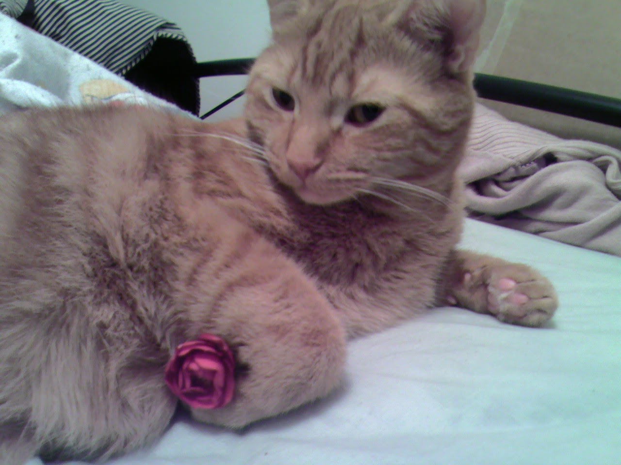 Portrait haut du corps de Clément le chat couché sur le lit, le regard en biais vers l'objectif, une patte avant étendue et l'autre repliée, dans son pli, j'ai posé une rose en tissu. 