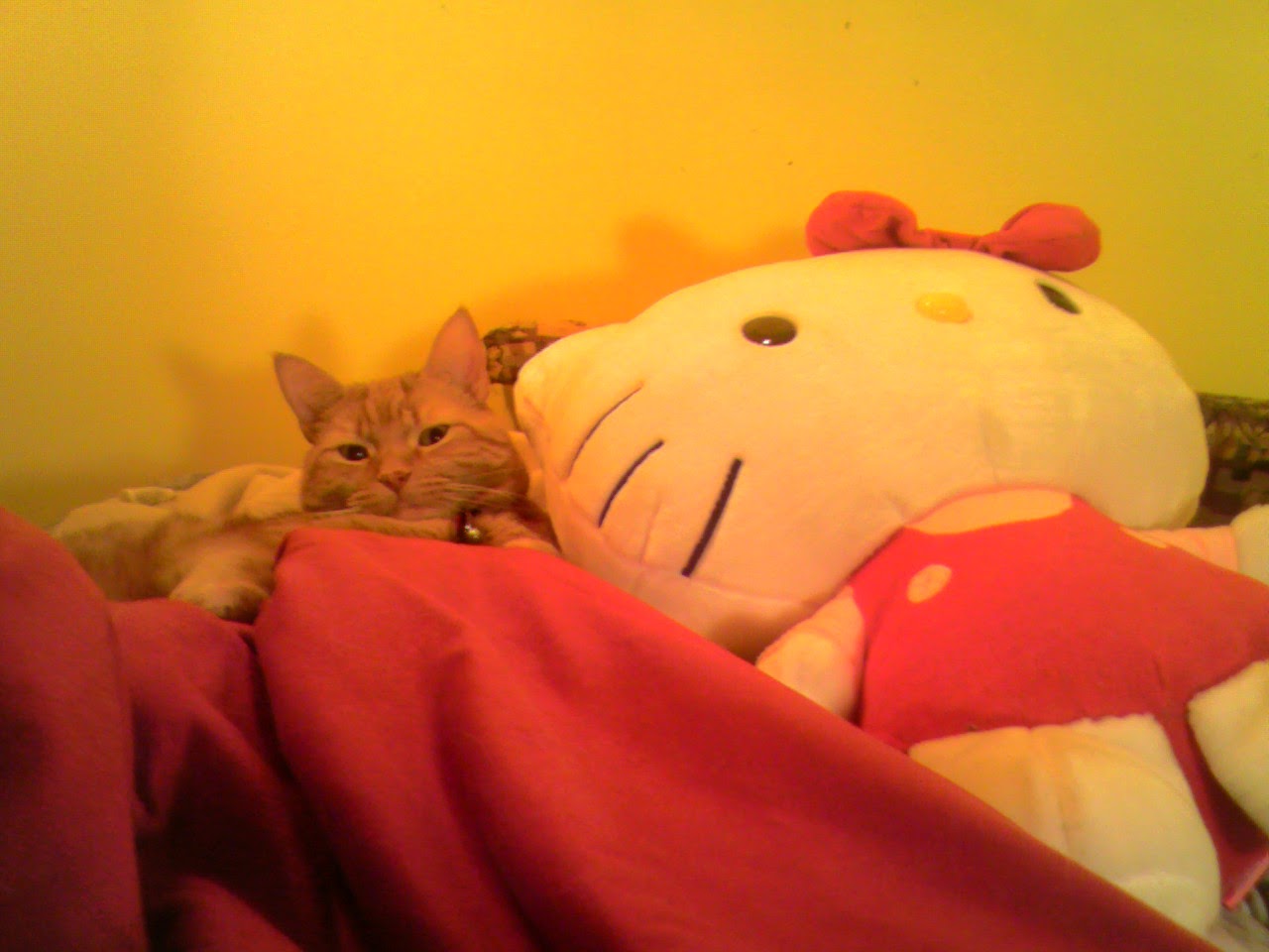 Clément le chat est couché, en partie caché derrière la couverture, la tête légèrement relevé, les yeux fixant mi-clos l'objectif. À ses côtés est couchée la poupée géante d'Hello Kitty.