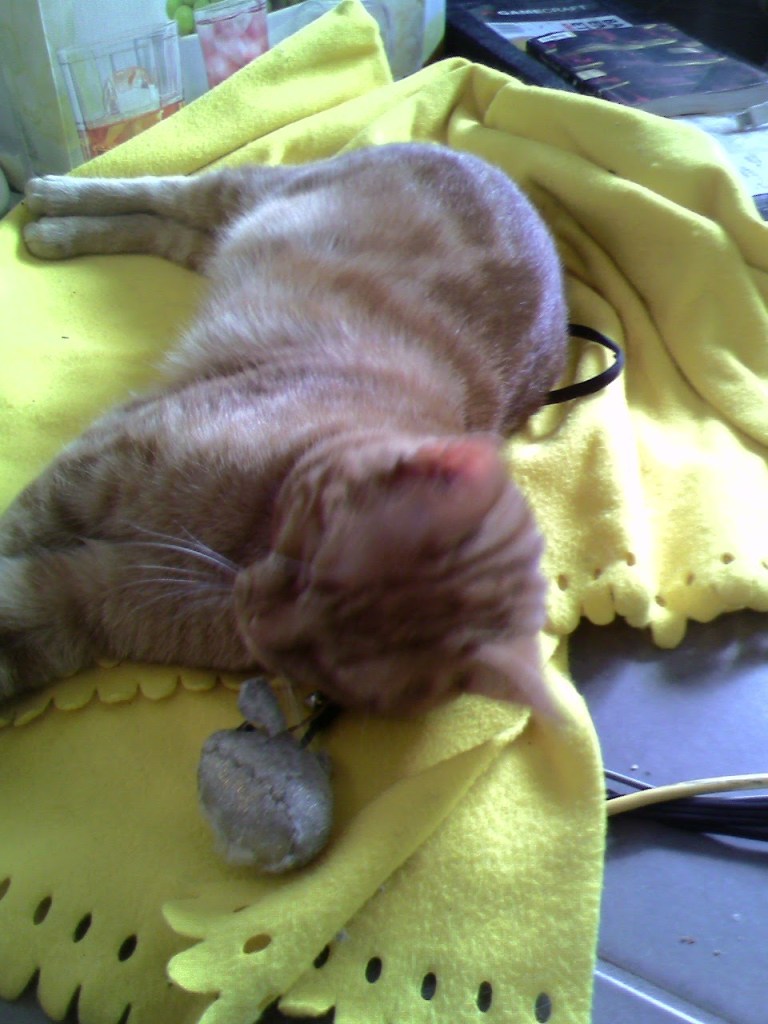 Clément le chat est étendu sur une couverture jaune en molleton, sur le lacet auquel est accroché sa souris doré.