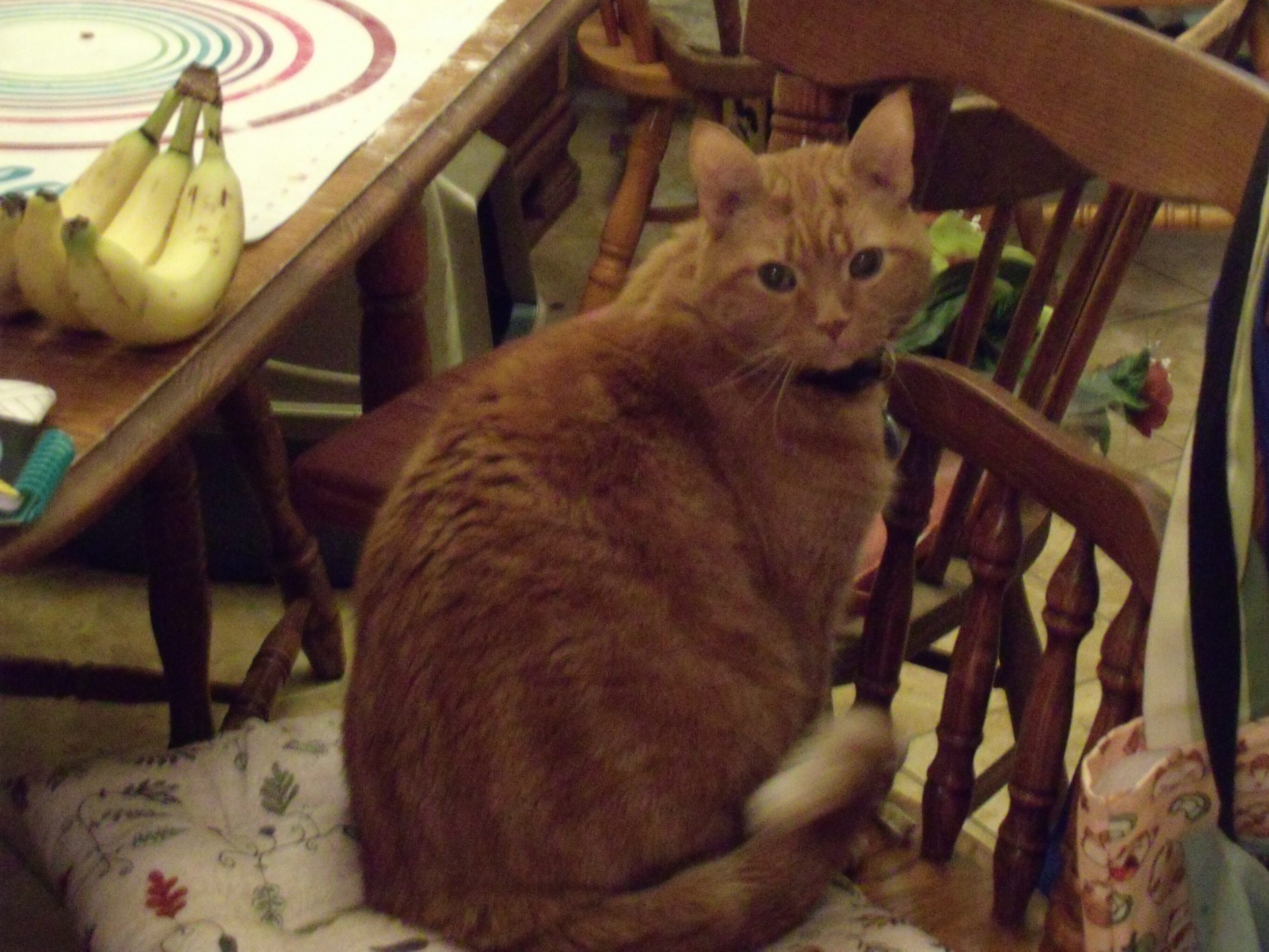 Clément le chat est assis sur une chaise de cuisine, la tête tournée vers l'objectif. Qu'est-ce qu'il attend ?