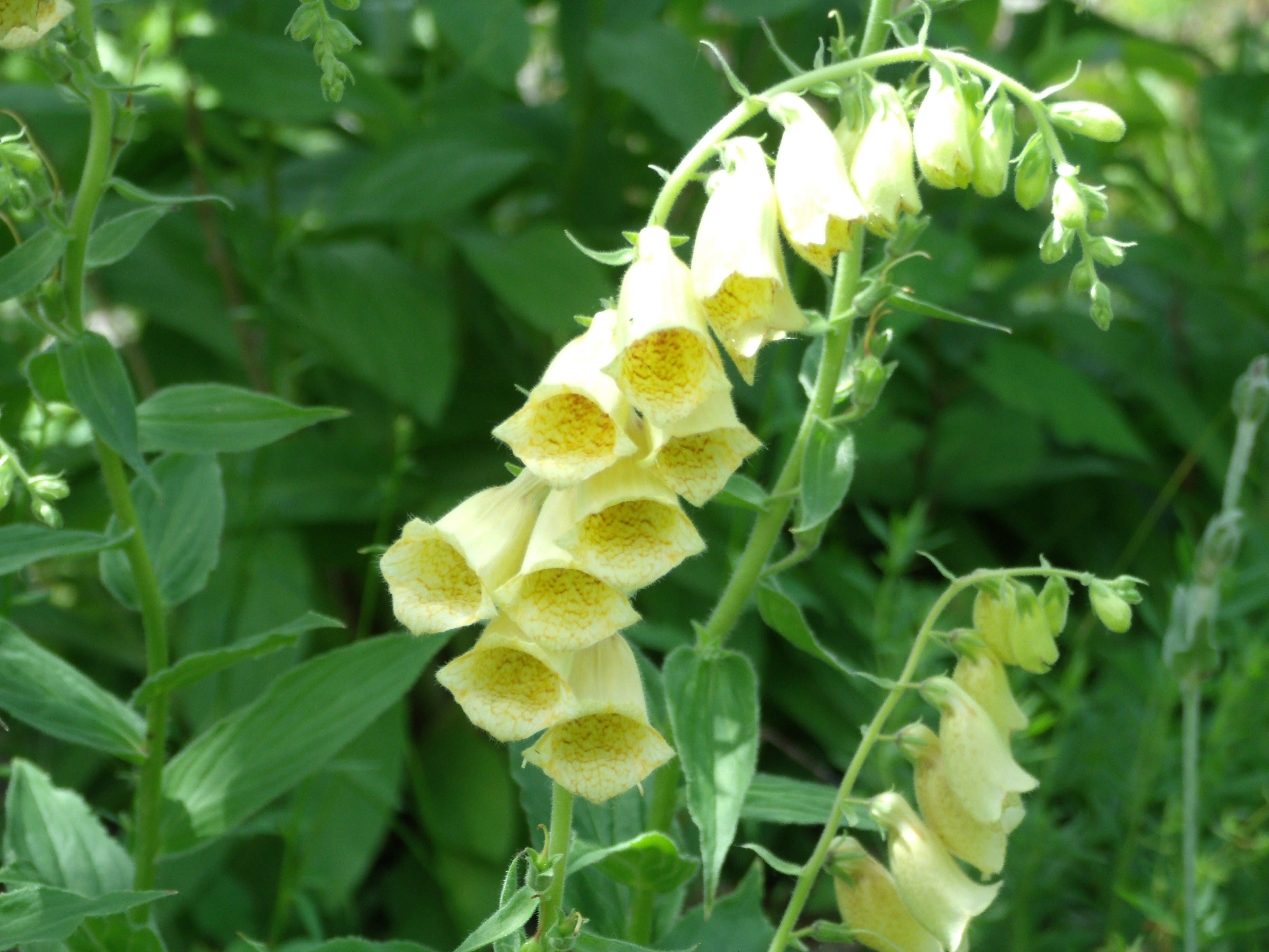 Macro d'une grappe de fleurs en clochette jaunes avec des points rouges à l'intérieur