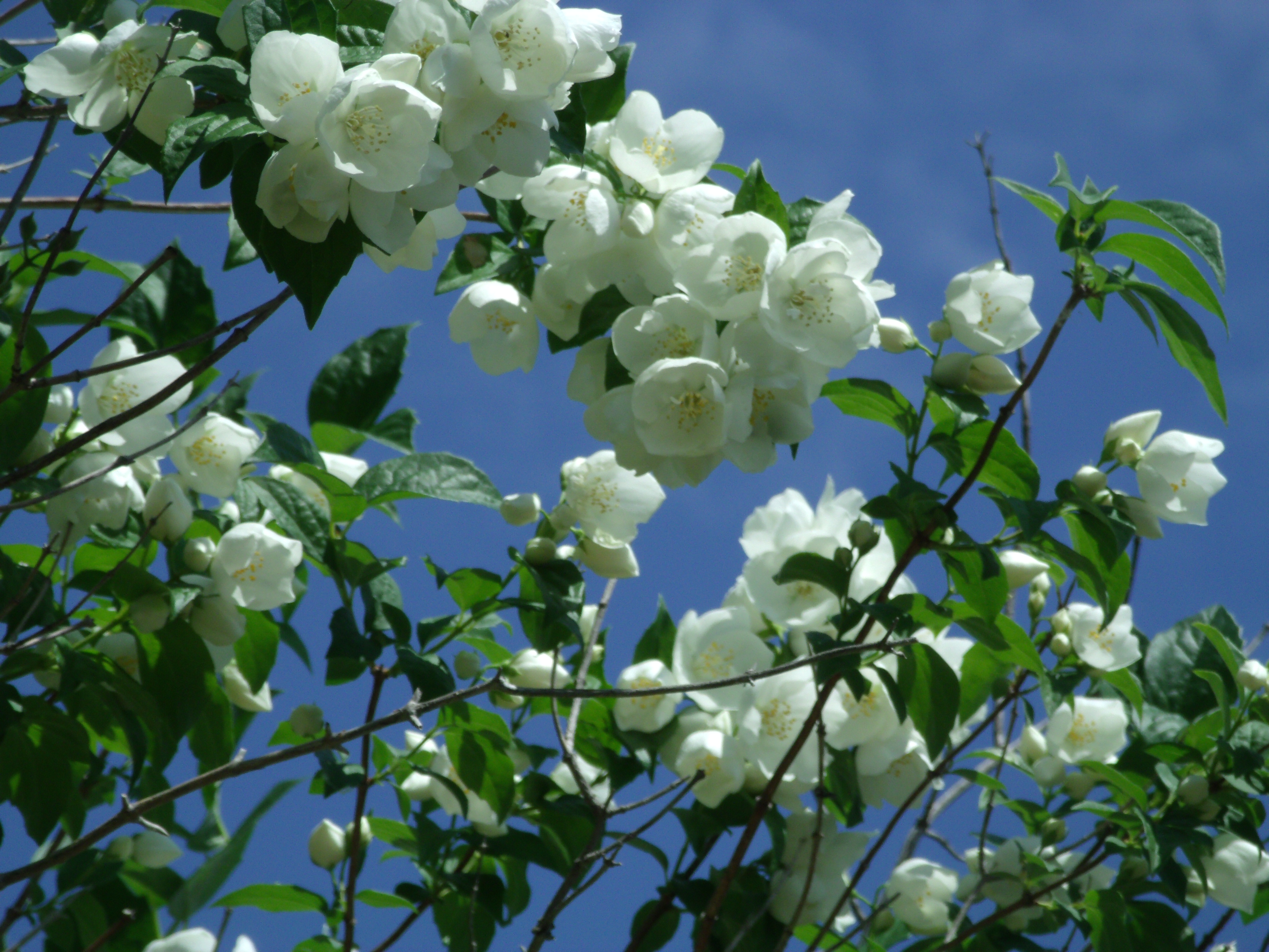 On voit les branches supérieures d'un arbre en fleur, elles sont bien garnies de fleurs blanches de moyenne taille.