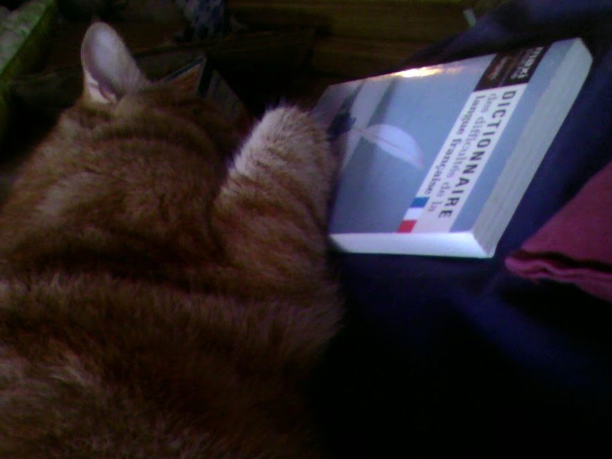 Clément le chat est couché sur le lit, on le voit de profil, la tête caché derrière sa patte qui tient le Dictionnaire des difficultés de la langue française.