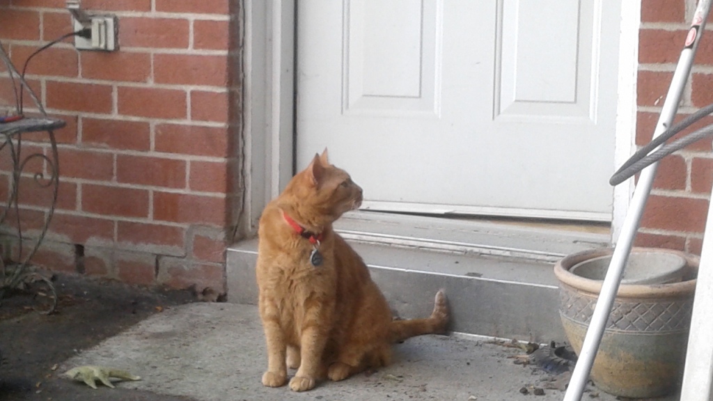 Clément le chat assis dehors, devant la porte mi-ouverte, il sent l'air vers sa gauche, concentré.
