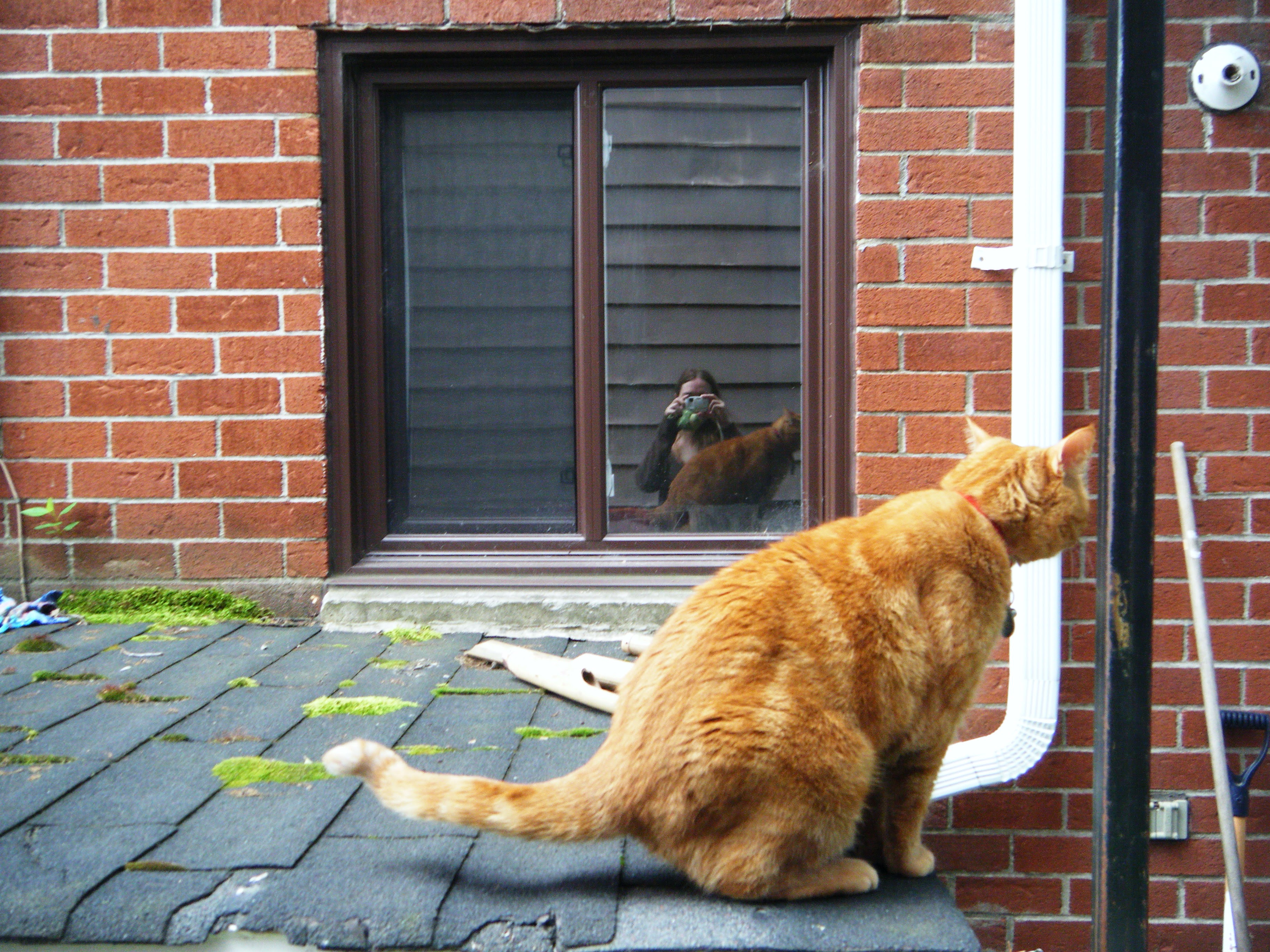 Clément le chat est assis, en train de se lever, sur le rebord du petit toit de notre cour actuelle. On le voit de côté, mais tête de dos. Dans la fenêtre, mon reflet caché derrière ma caméra.