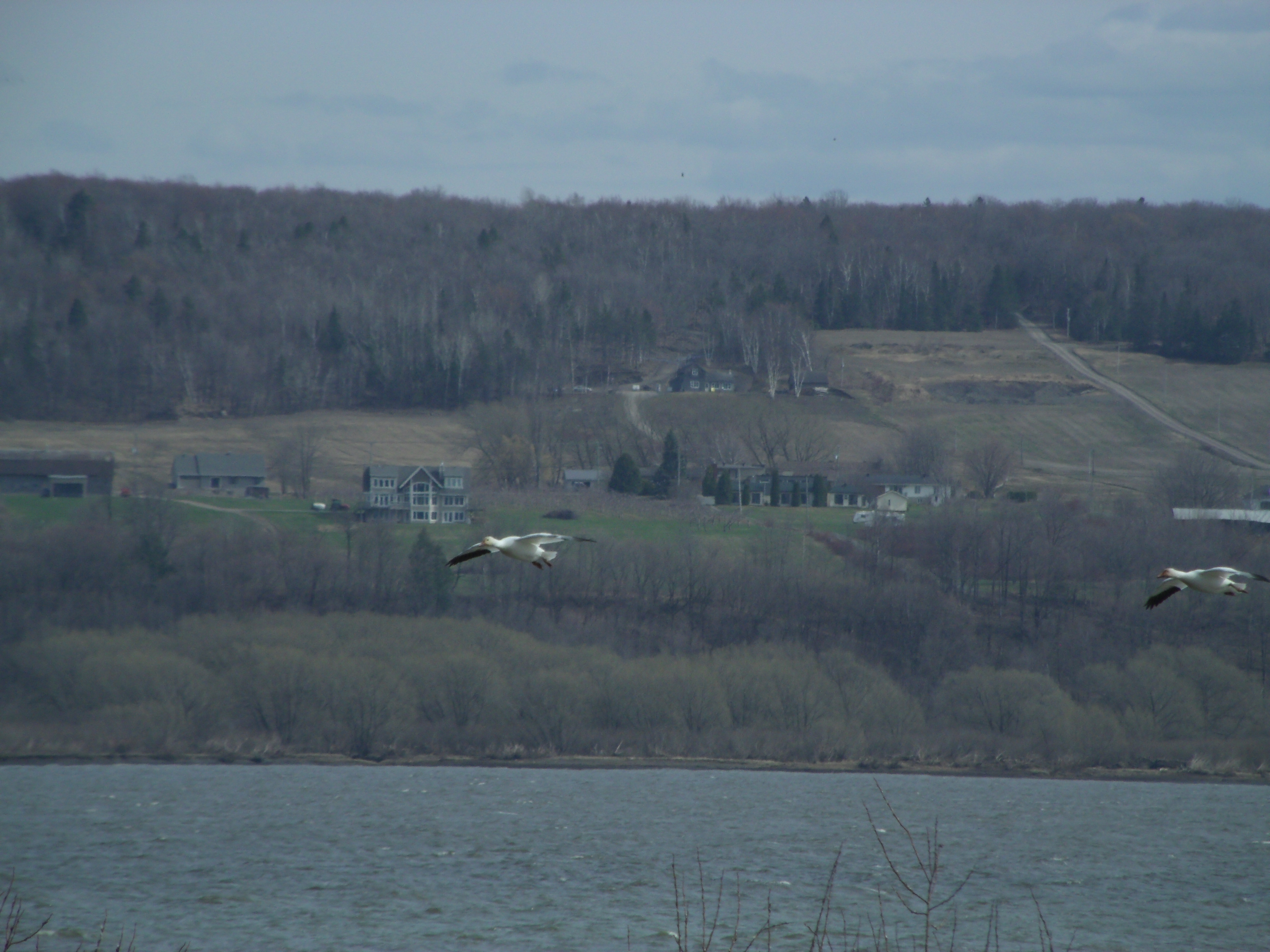 Deux oies des neiges volent au-dessus du fleuve St-Laurent, derrière on voit, les forêts et champs de l'île d'Orléans