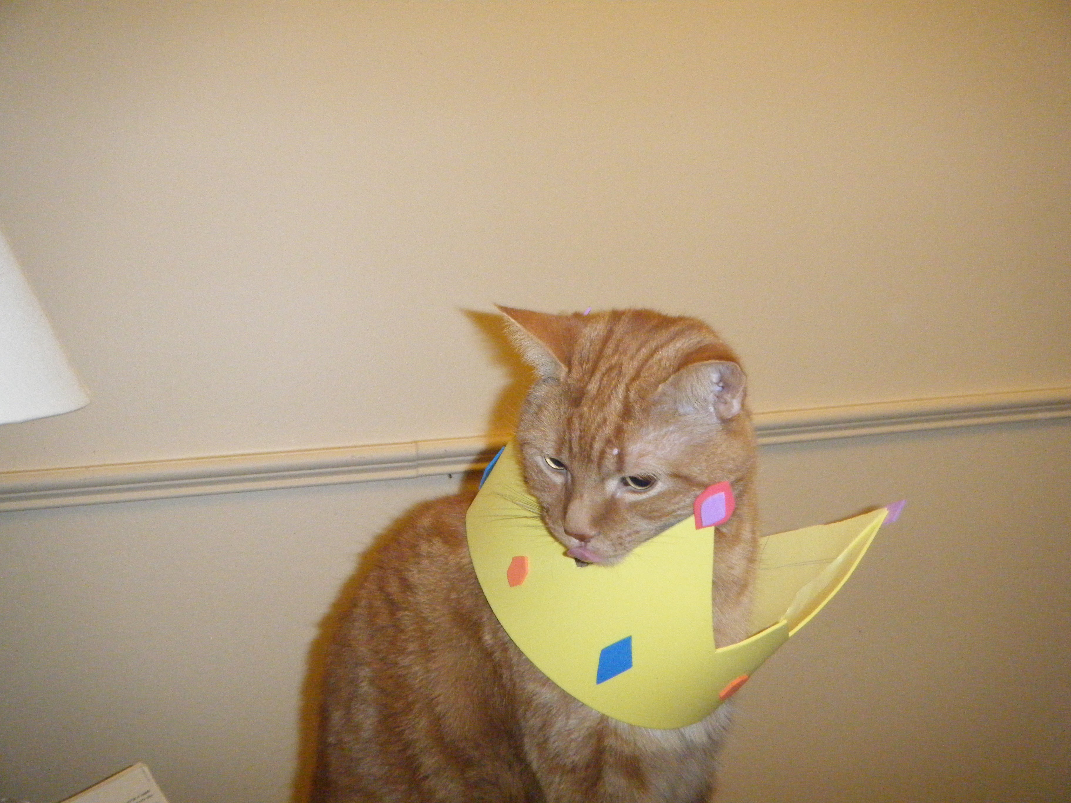 Clément roi des chats nous tire la langue, regardant vers le bas et portant sa couronne au cou