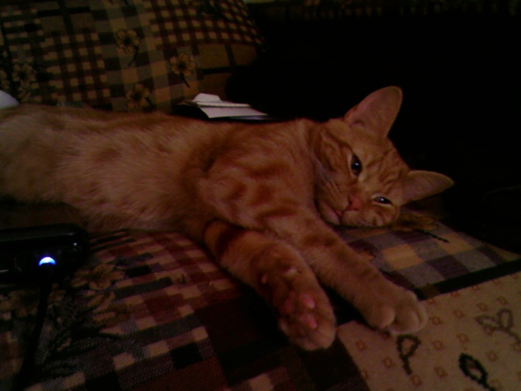 Clément le chaton étendu de tout son long sur le canapé, les yeux tendant à fermer fixant au-delà de l'objectif, avec un tout petit bout rose qui sort de sa bouche.