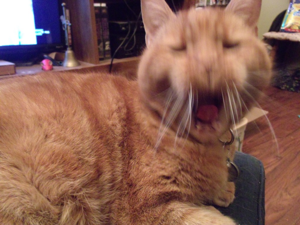 Donner sa langue au&nbsp;chat