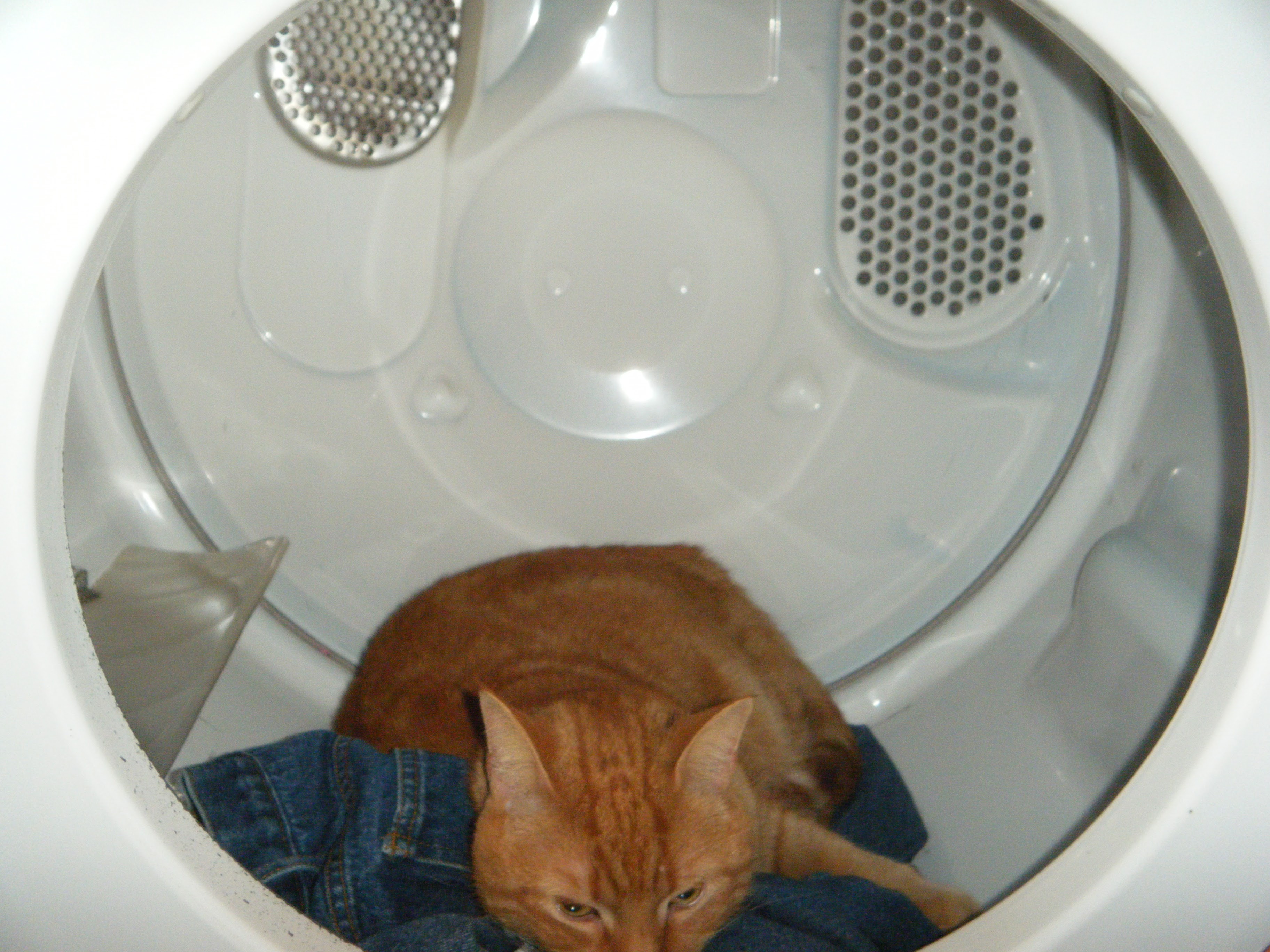 Clément le chat allongé dans la sécheuse sur des vêtements propres, la tête bien abaissée sur les vêtements. 