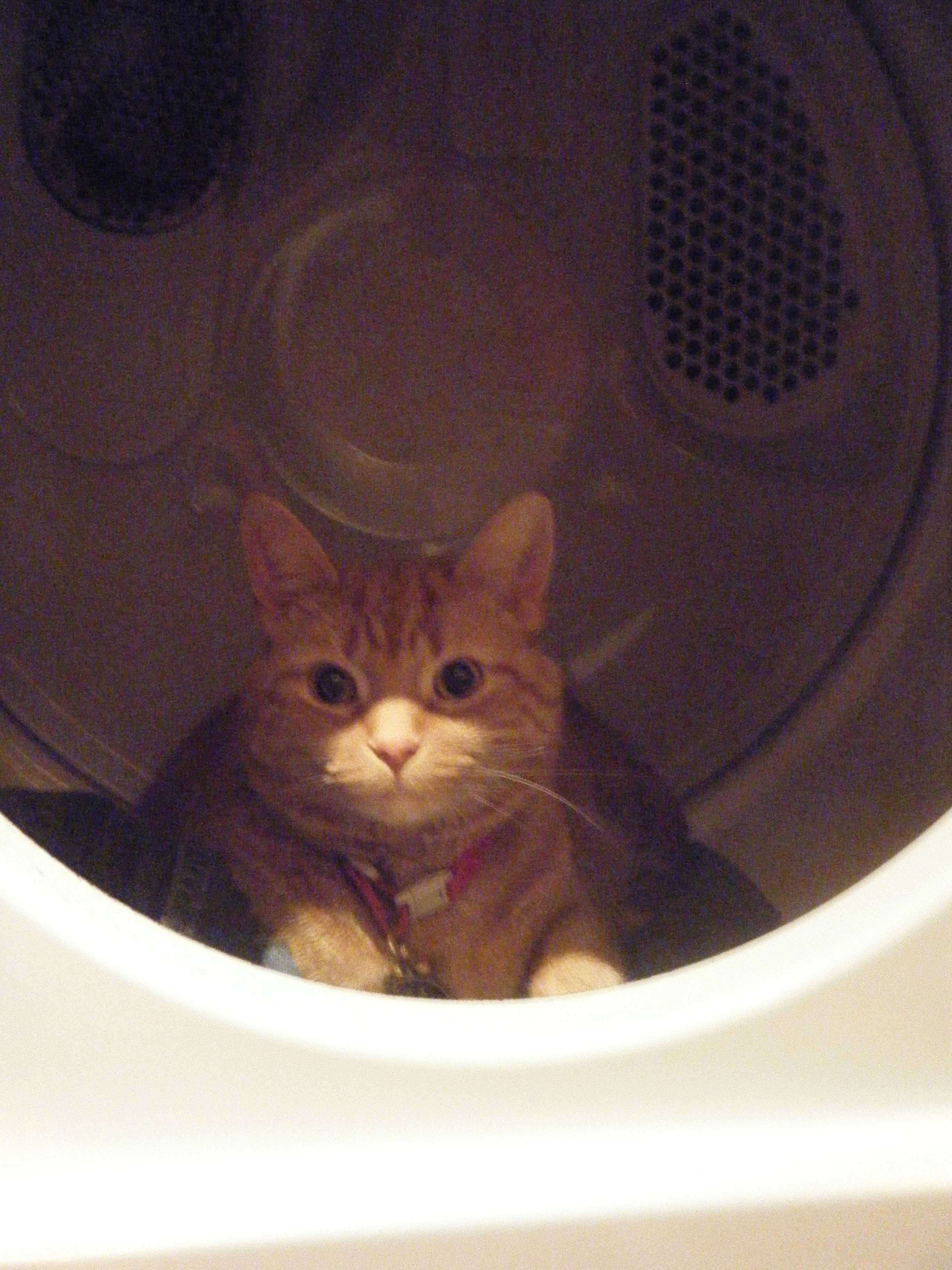 Clément le chat allongé sur des vêtements propres dans l'ombre de l'intérieur de la sécheuse