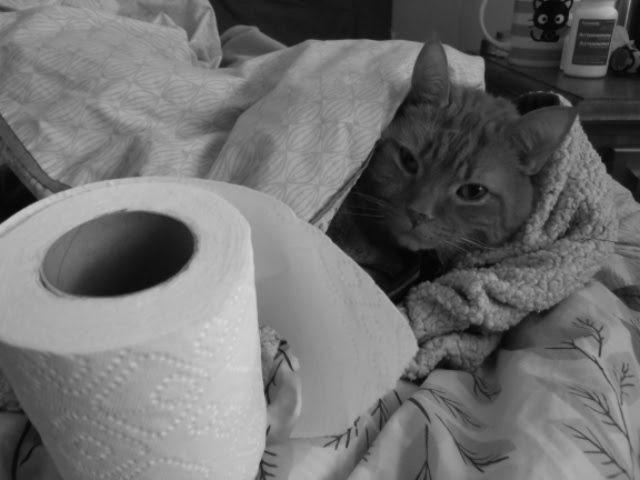 L&rsquo;amour d&rsquo;un chat : le meilleur des&nbsp;remèdes