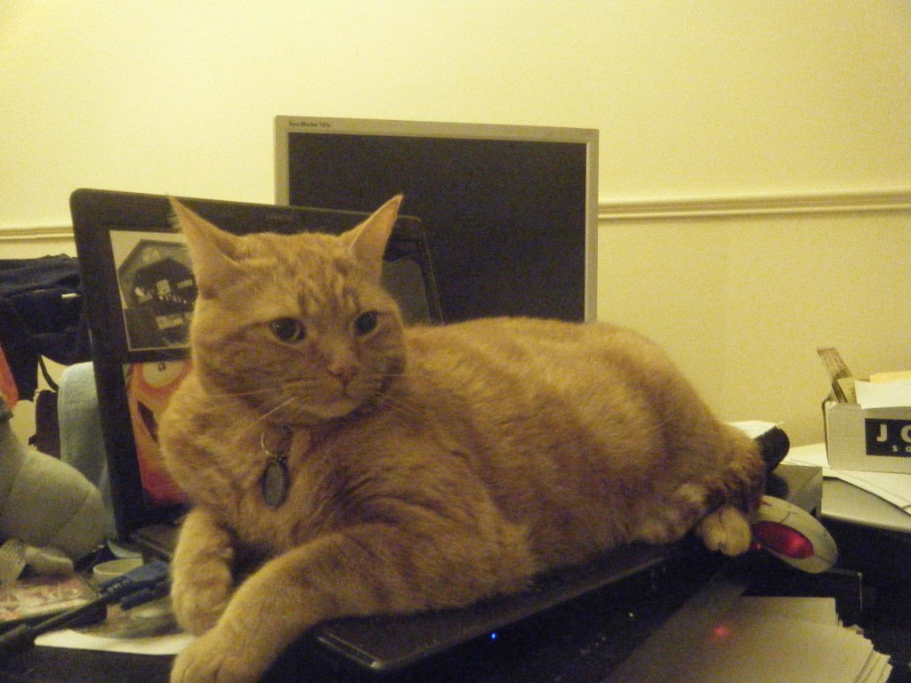 Comment une émission lumineuse et un chat sage sauvèrent une&nbsp;session