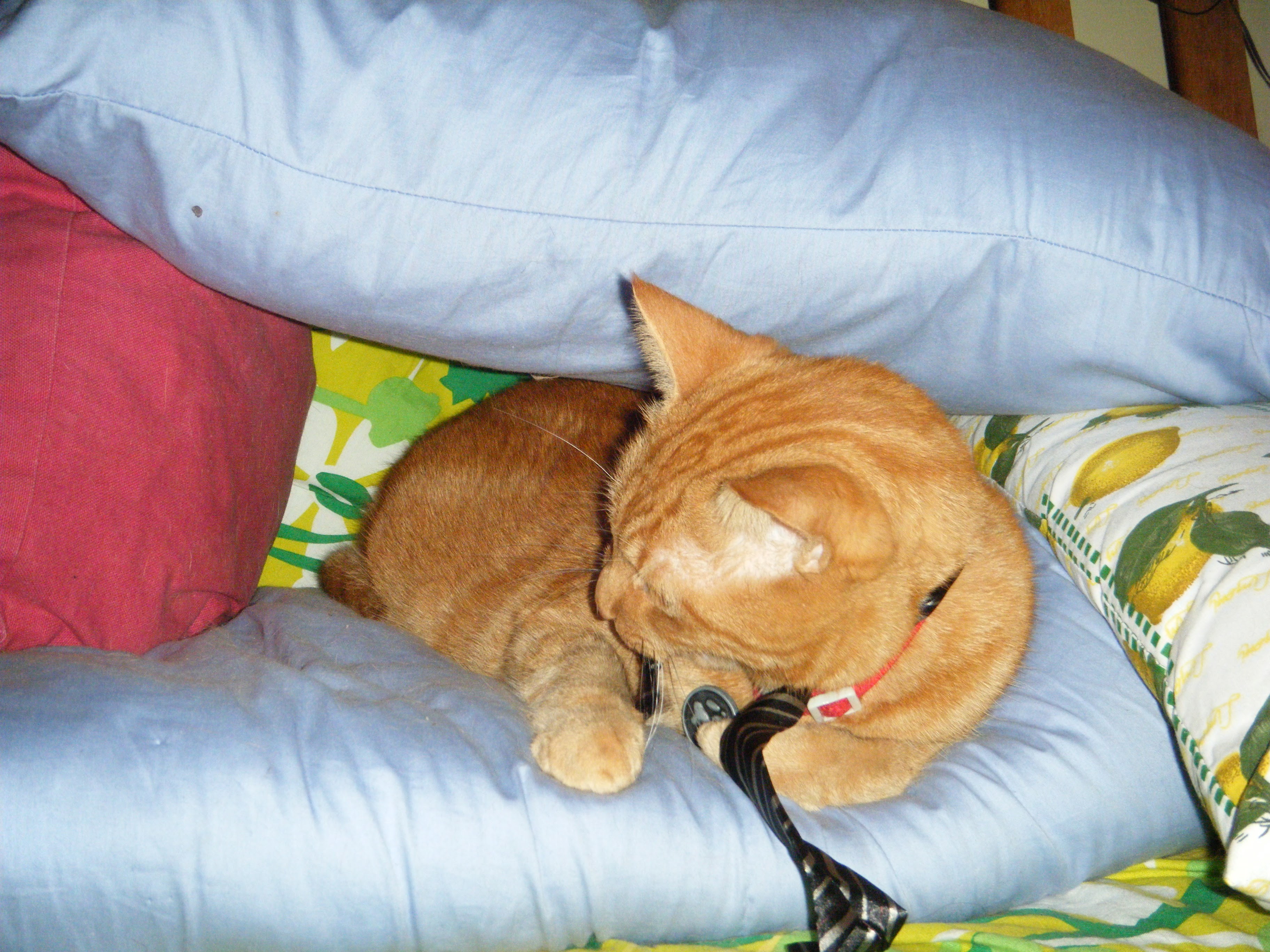 Clément le chat regarde de côté vers l'arrière, arborant sa cravate rayée noir et argenté. Il est allongé sur un oreiller, un autre oreiller formant un petit toit par-dessus lui, soutenu par un coussin rouge et l'oreiller à côté de lui.