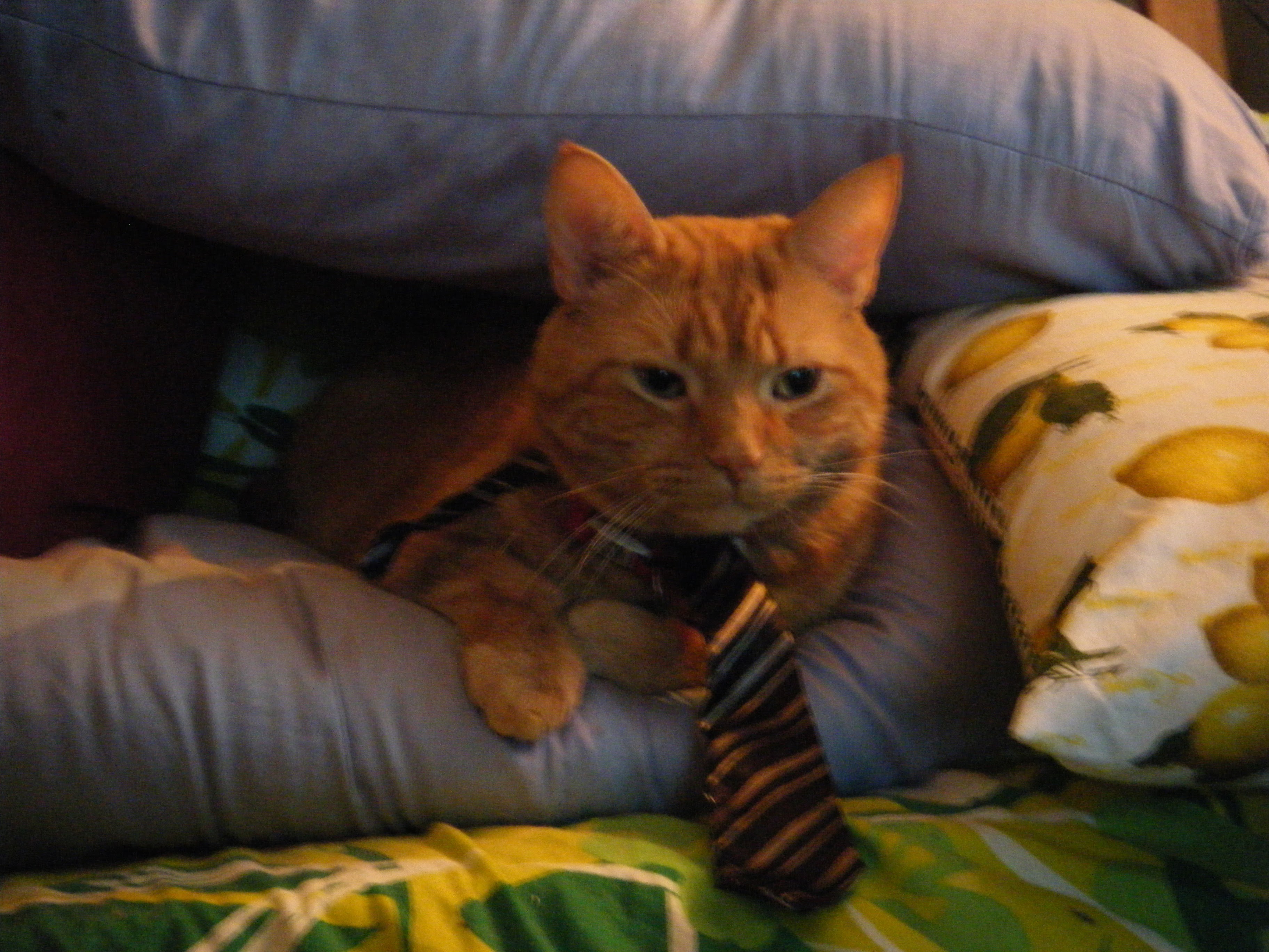 Clément le chat regarde droit devant, mais pas directement l'objectif, arborant sa cravate rayée noir et argenté. Il est allongé sur un oreiller, un autre oreiller formant un petit toit par-dessus lui, soutenu par un coussin rouge et l'oreiller à côté de lui.