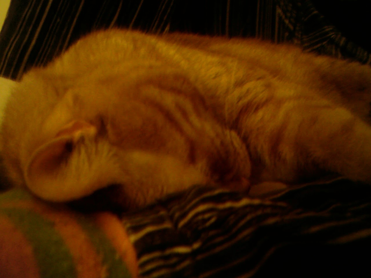 Gros plan sur Clément le chat qui a la tête serrée contre ma jambe gauche, de sorte à ce qu'on voit à peine son visage, le corps tenu contre ma jambe droite relevée.