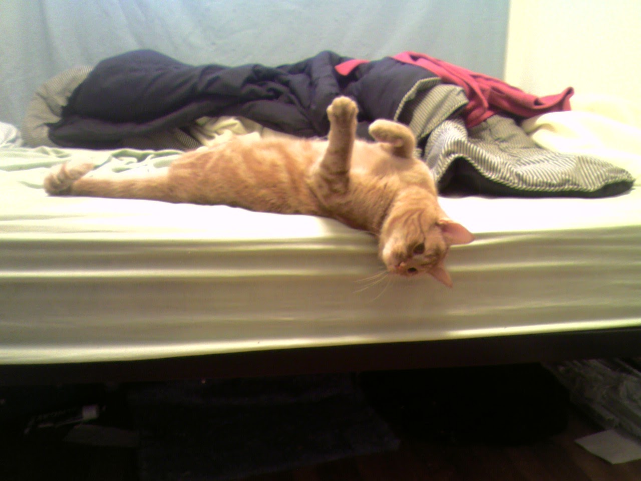 Clément le chat est allongé sur le dos, la tête tournée vers le sol, dépassant le bord du matelas du lit.