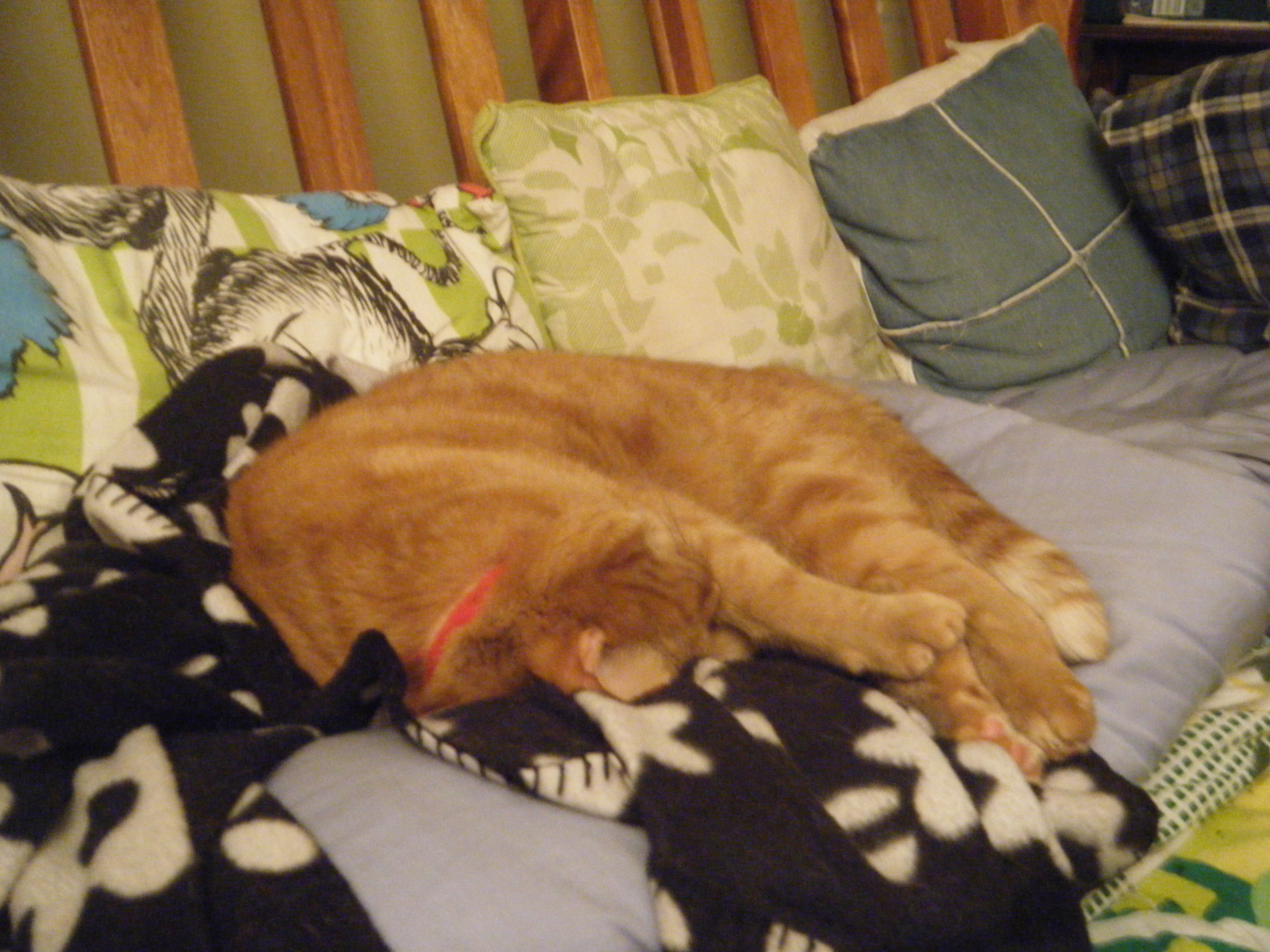 Clément le chat roulé en boule sur une jetée fleuri sur le canapé.