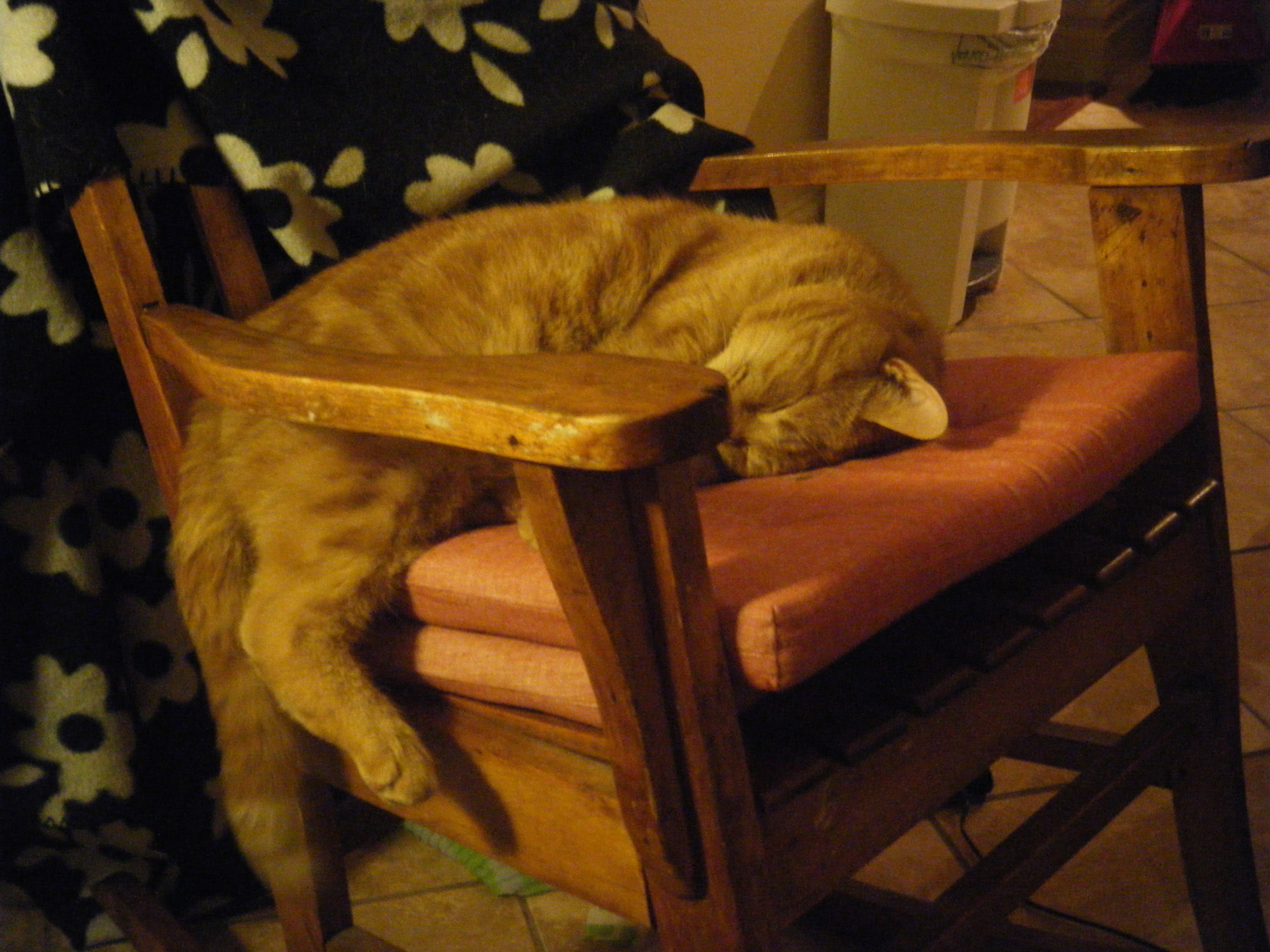 Clément le chat est couché sur la chaise berçante, les yeux clos et les pattes arrière pendant dans le vide.