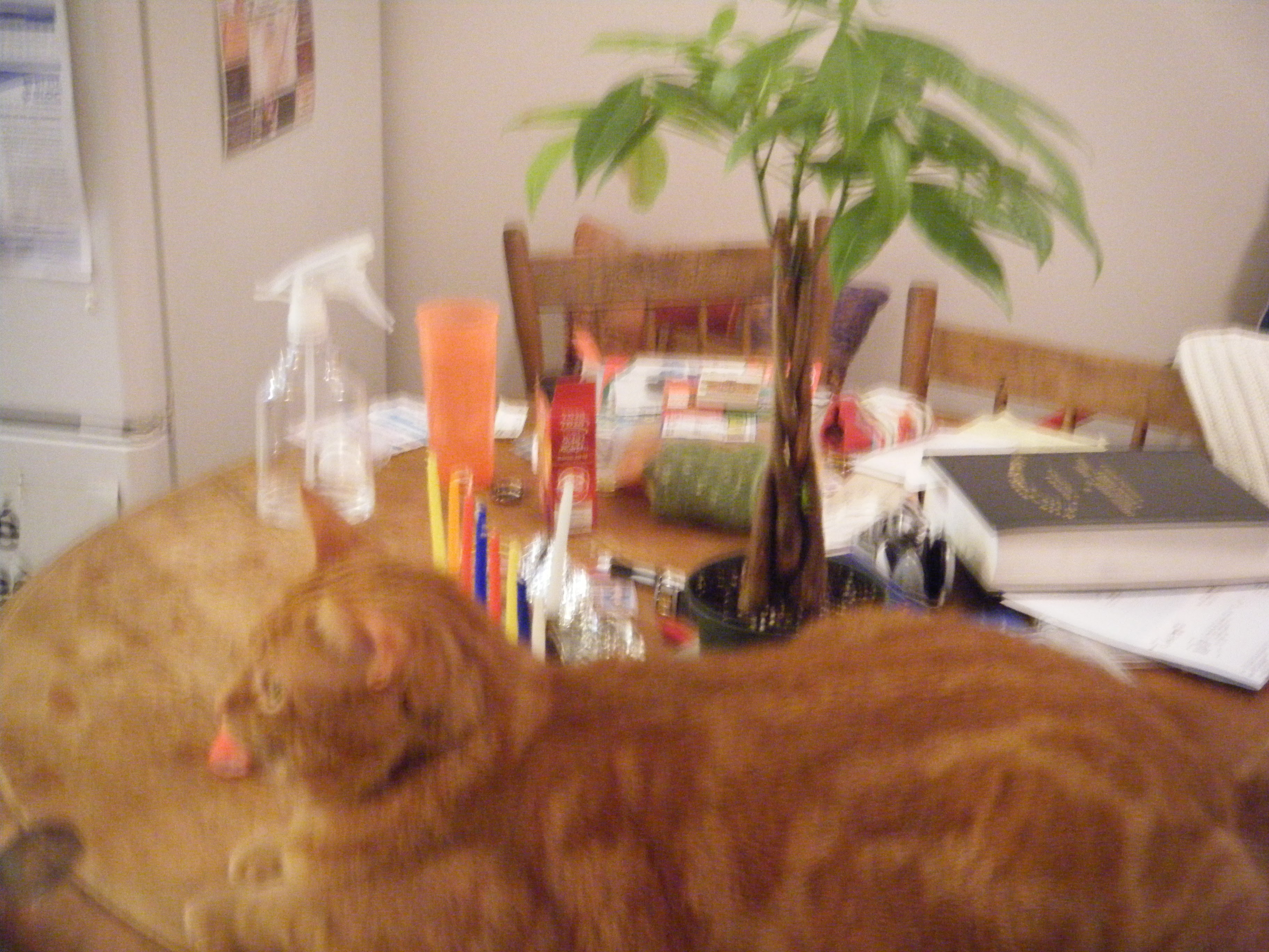 Clément le chat est allongé sur la table, à côté du money tree.