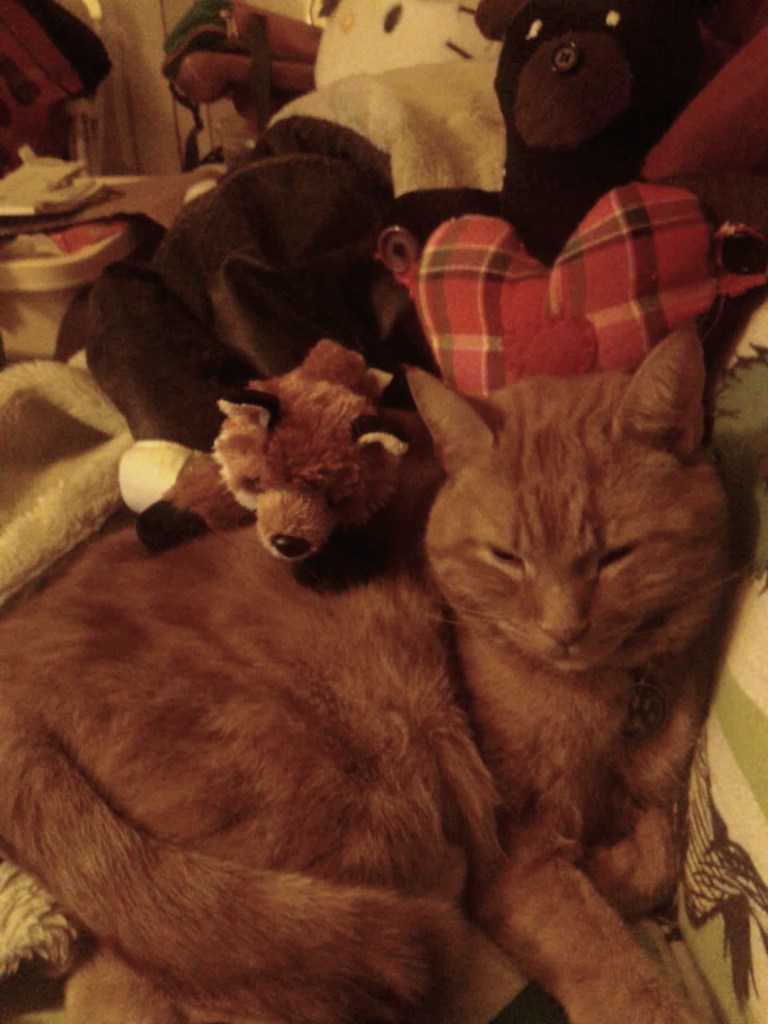 Clément le chat couché en boule la tête levé, les yeux plissés, sur lui repose Tenzen la peluche renard et derrière lui, Mr. Bear, la peluche ours fait à la main.
