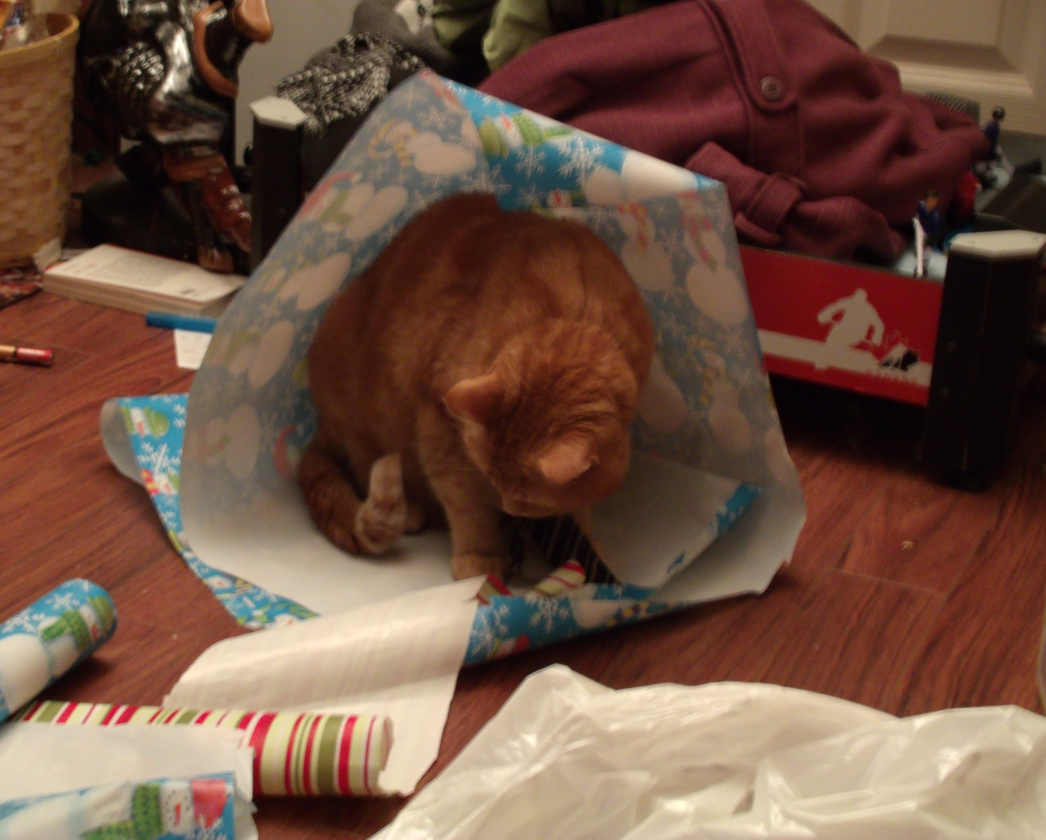 Clément le chat est assis, accroupi, la tête penché vers le bas, sur une feuille de papier d'emballage qui recouvre son arrière-train et fait un petit toit au-dessus de lui.