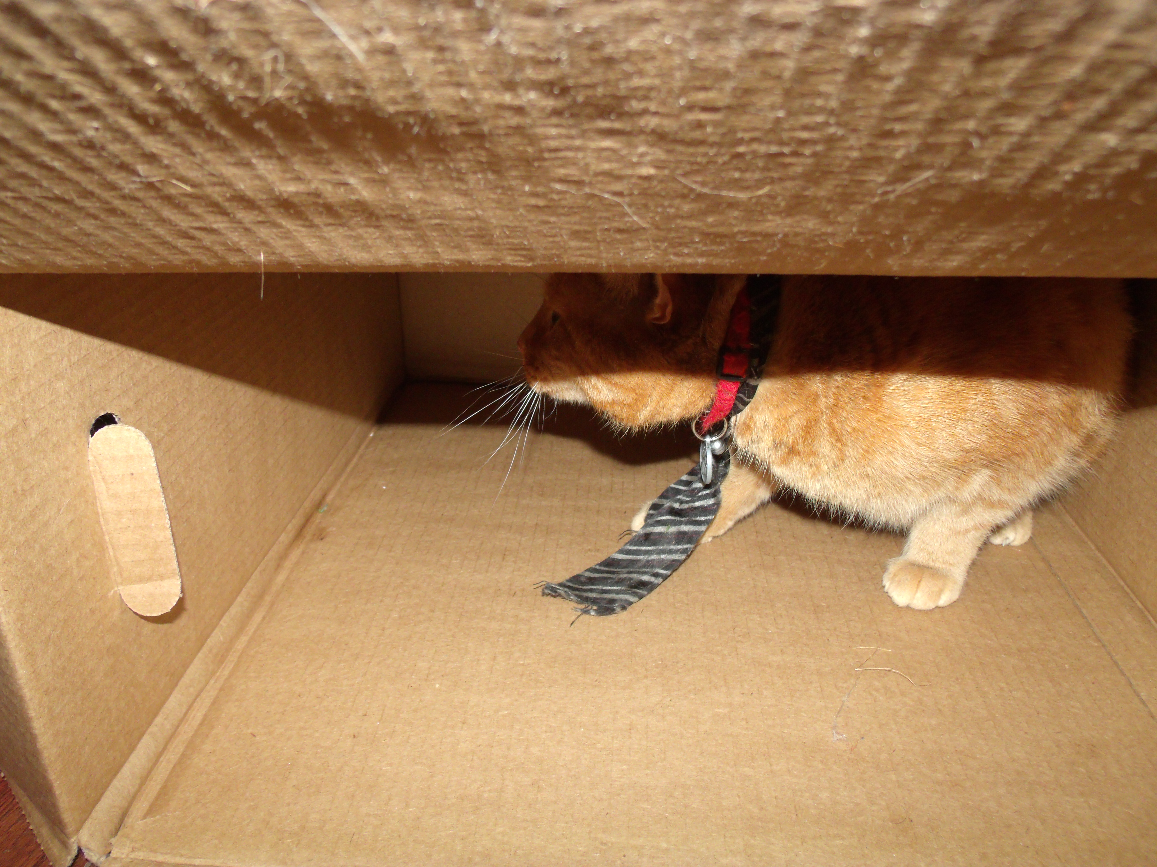 Clément le chat est accroupi dans une grande boîte vide, il regarde vers la gauche. Il porte sa cravate noire ligné argent.