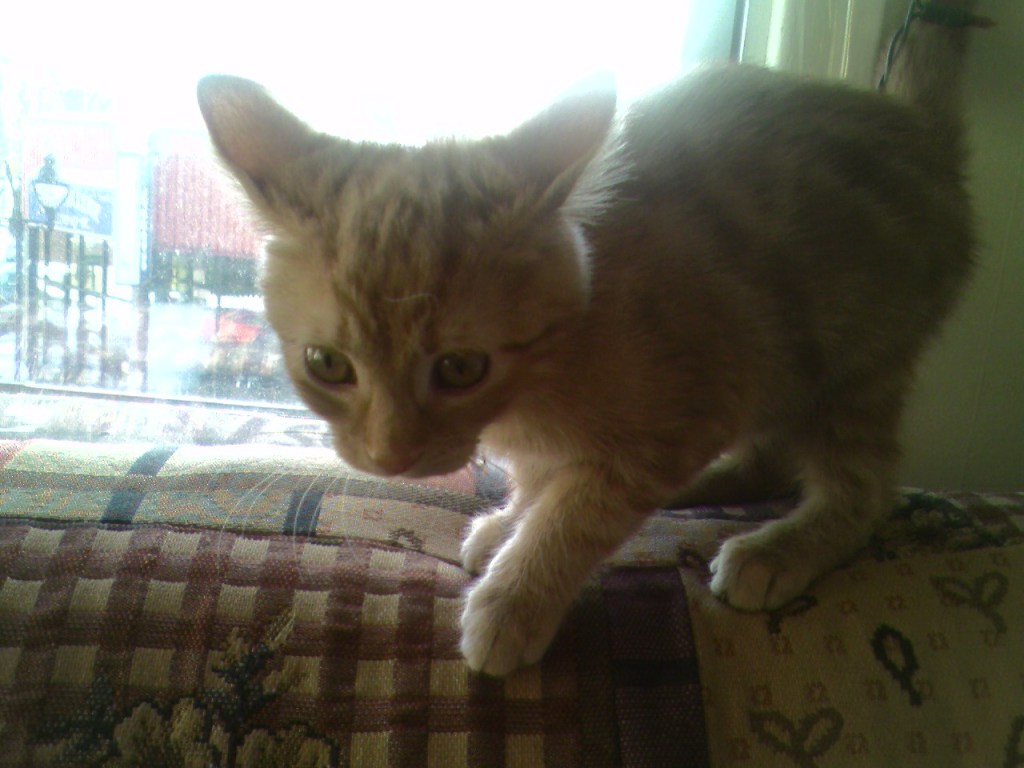 Clément le chaton est debout sur le dessus du futon-canapé, les oreilles dressées, légèrement penché vers l'avant.