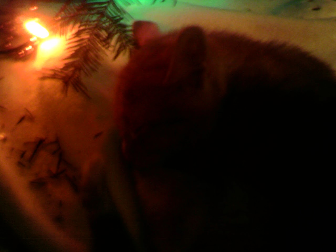 Dans le noir, silhouette à peine discernable légèrement éclairé par une lumière de Noël qui pointe à côté de la seule branche du sapin paraissant sur la photo, Clément chaton est roulé en boule et dort sous le sapin.