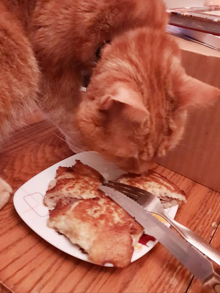 Clément le chat est à moitié dans l'image, debout, la tête penchée et le nez touchant les latkes fourrés à la viande posés sur une assiette devant lui.