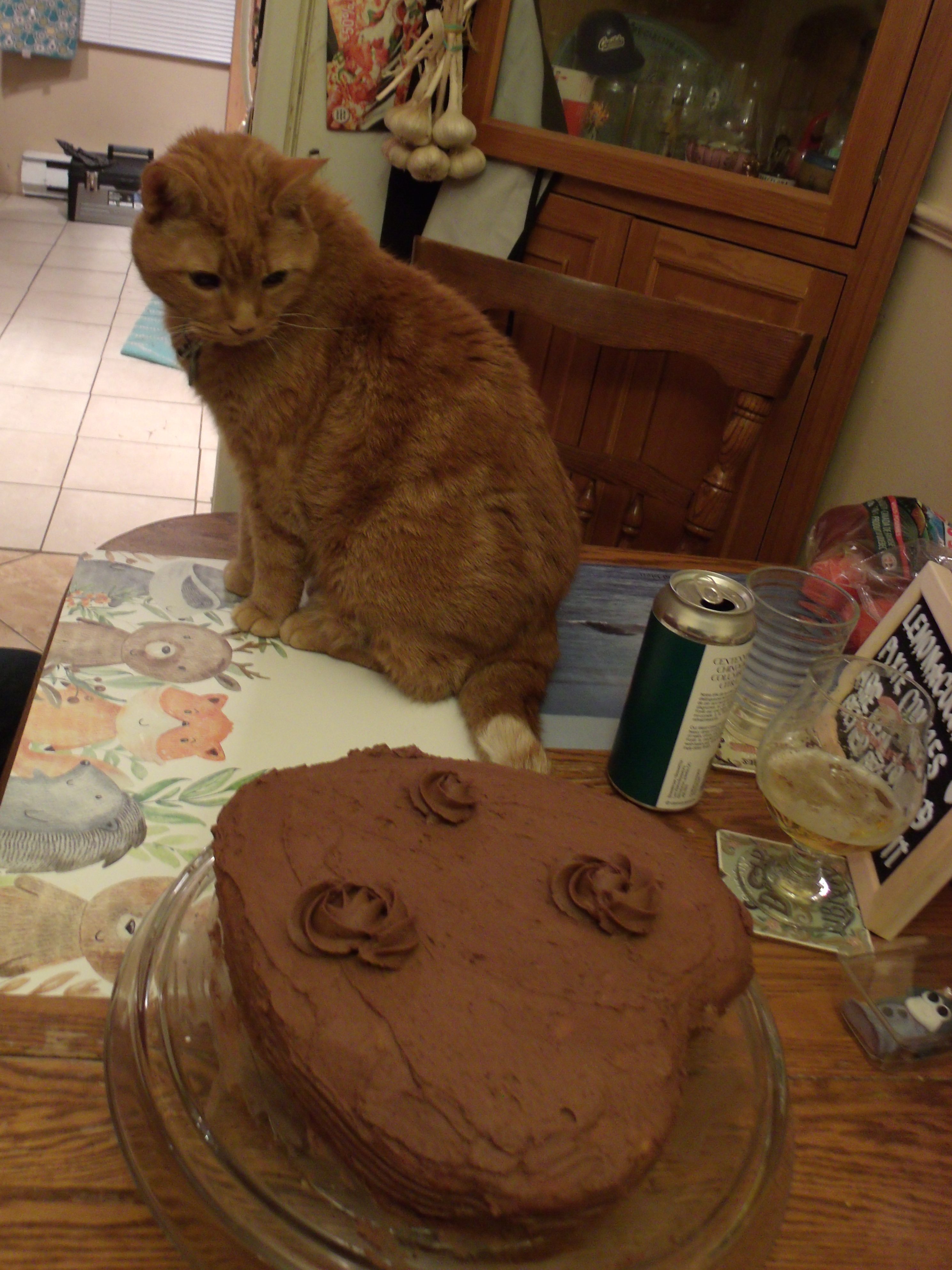 Clément le chat est assis sur la table de cuisine, la tête tournée vers le gâteau reposant sur un socle.