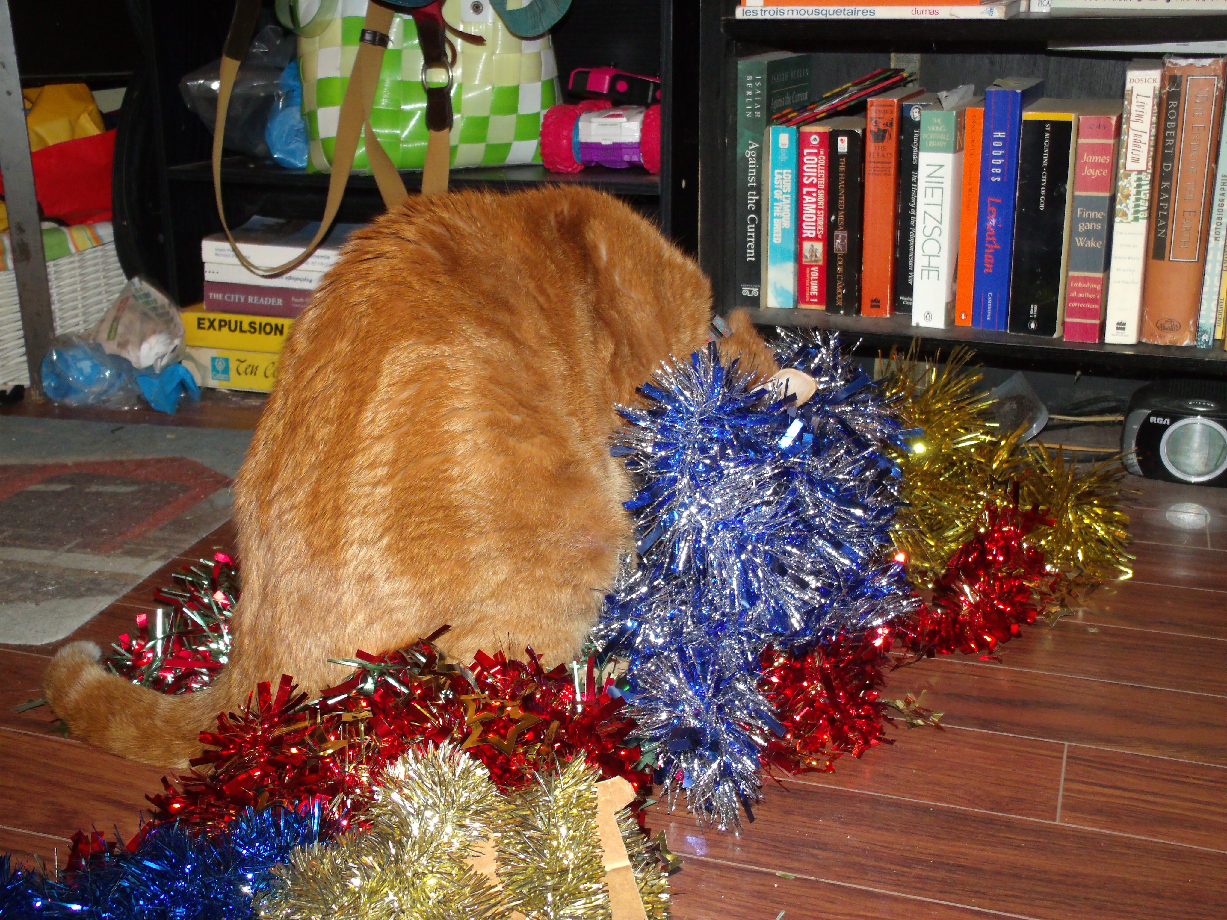 Clément le chat est assis sur un vaste assortiment de guirlandes, la tête plongée dans une guirlande.