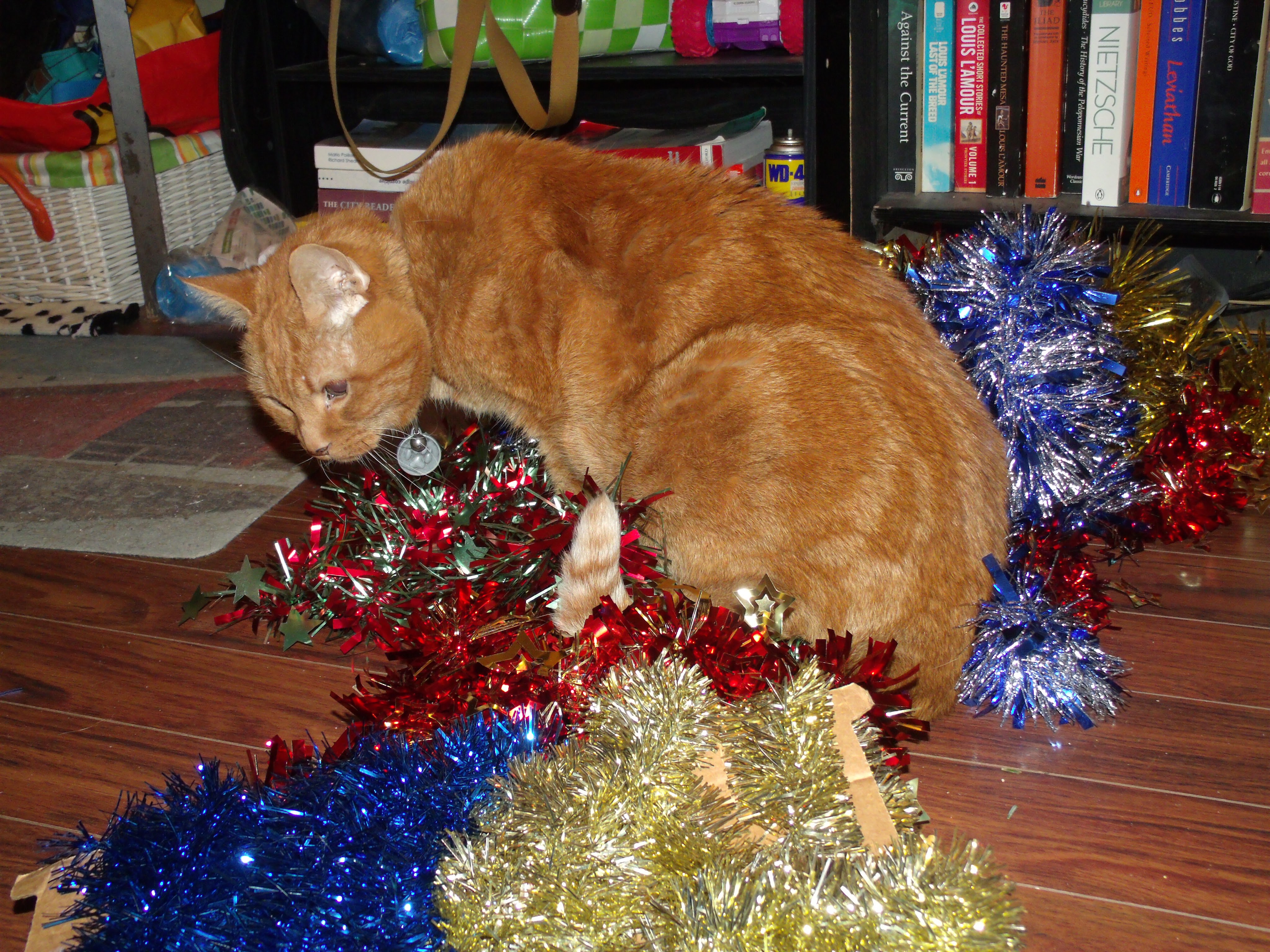 Clément le chat est assis sur un vaste assortiment de guirlandes.