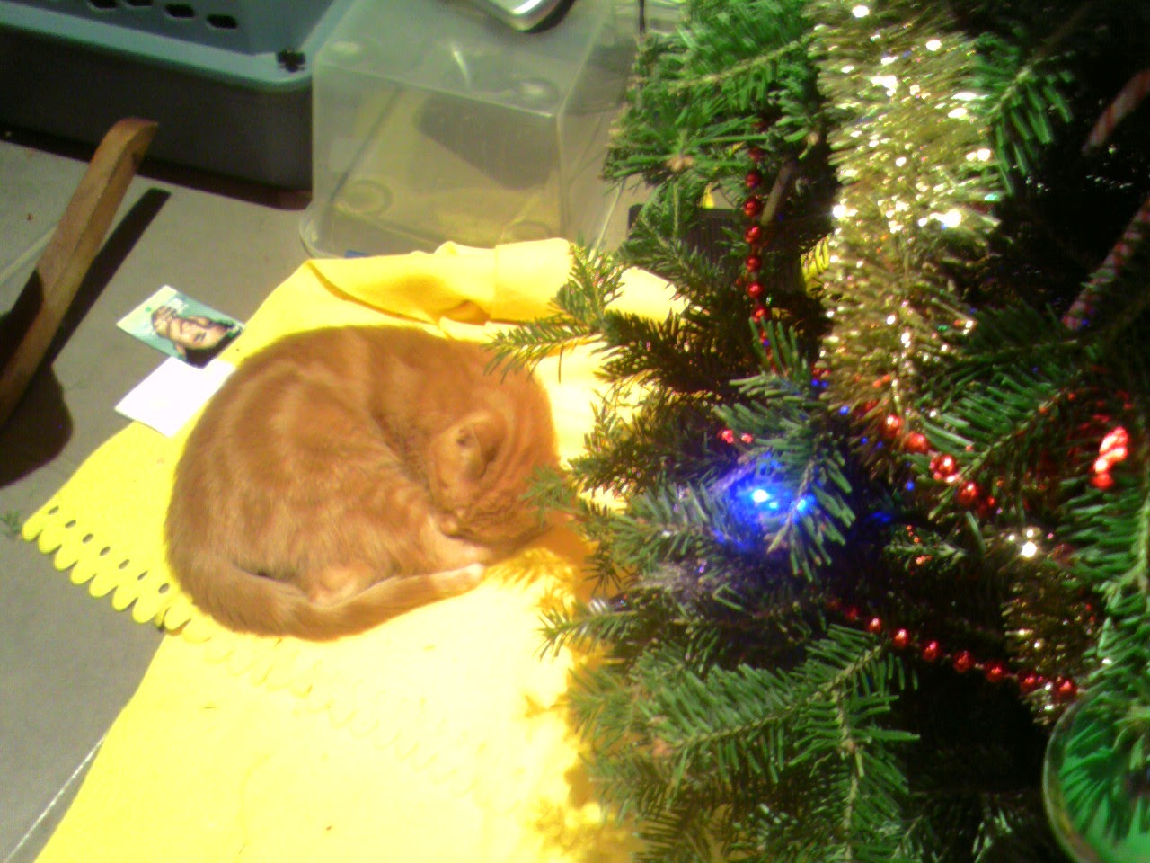 Sous un coin du sapin, on voit Clément chaton roulé en boule, profondément assoupi sur la jetée jaune canari servant de tapis au sapin.