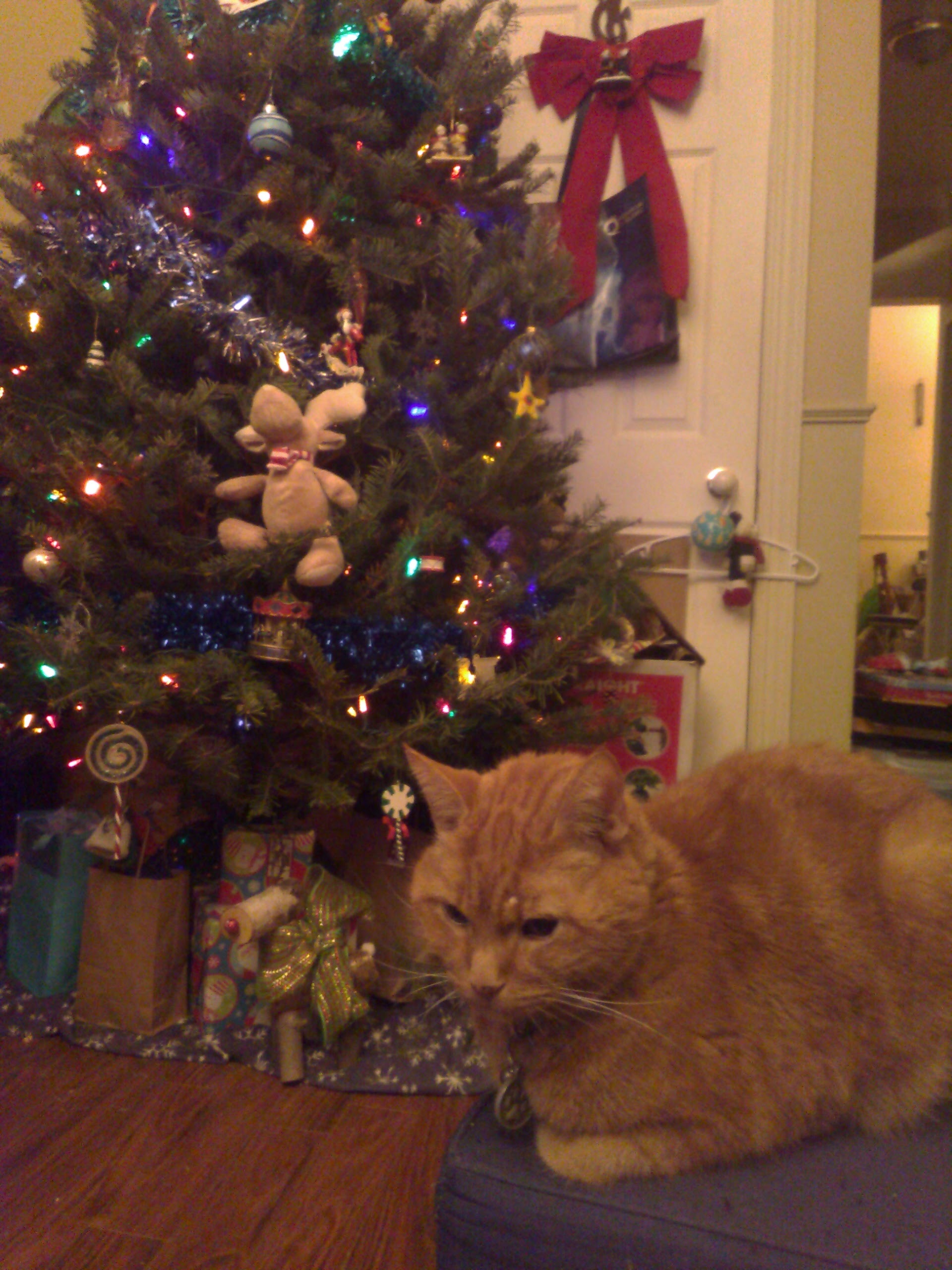 Clément le chat est couché sur son trône, le pouf bleu, derrière lui, trône le sapin décoré et rempli de cadeaux.