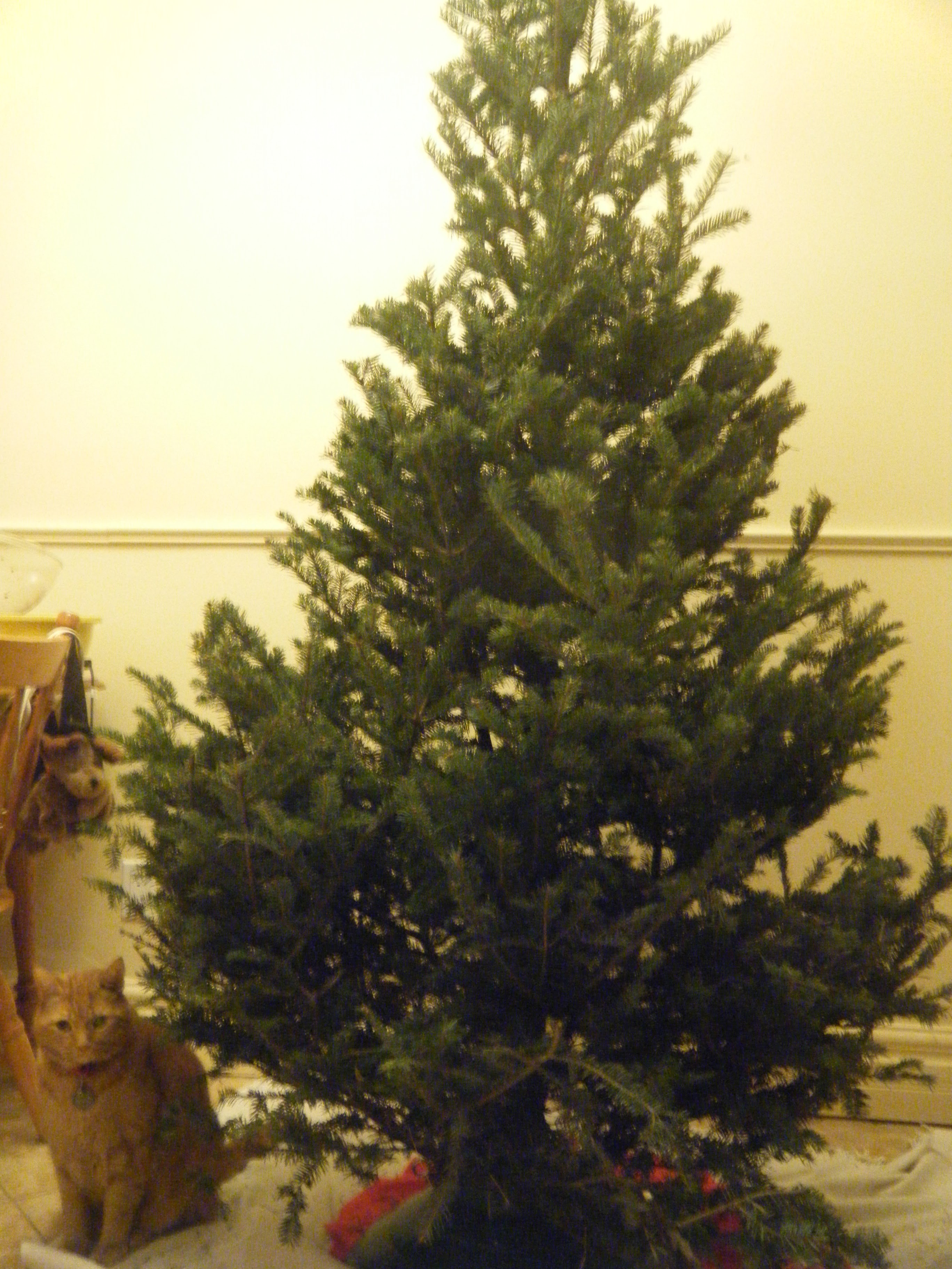 Clément le chat est assis sous le sapin monté, mais pas encore décoré