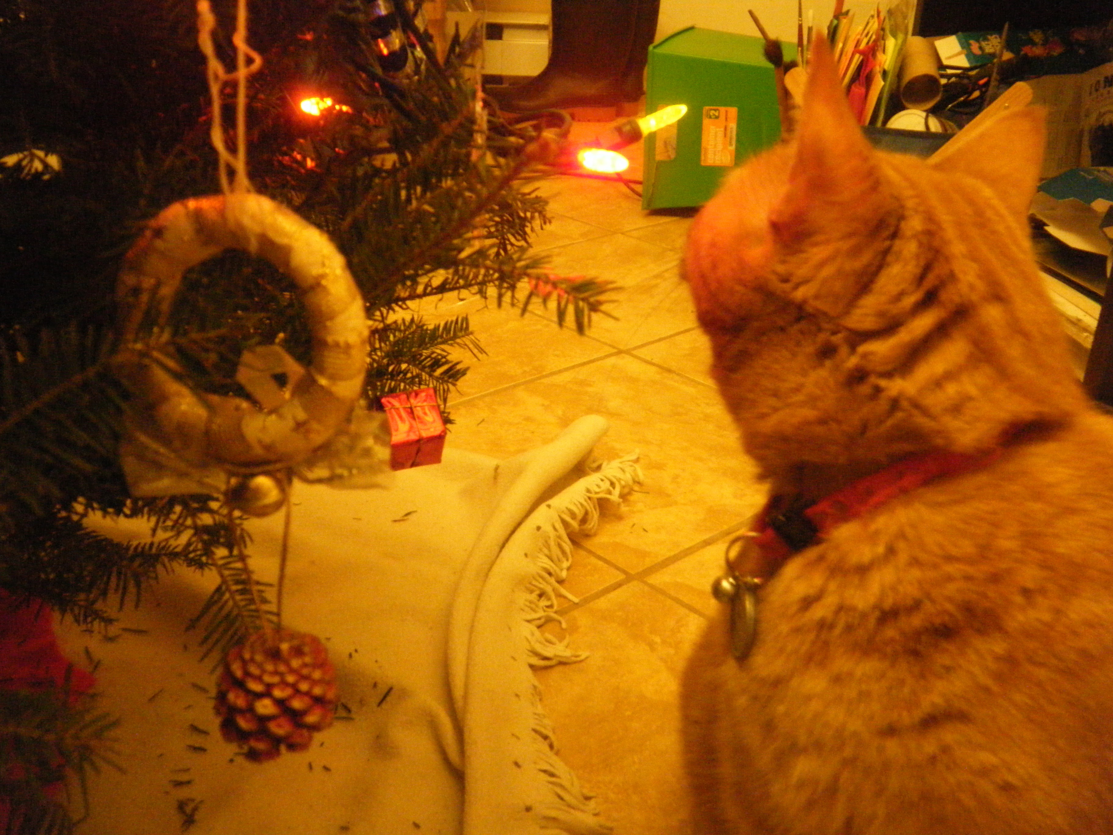 Gros plan sur Clément, le visage tourné à l'opposé de l'objectif, les oreilles dressées, semblant fixer les lumières décorant le sapin dont une partie à peine est visible dans le coin opposé de la photo.