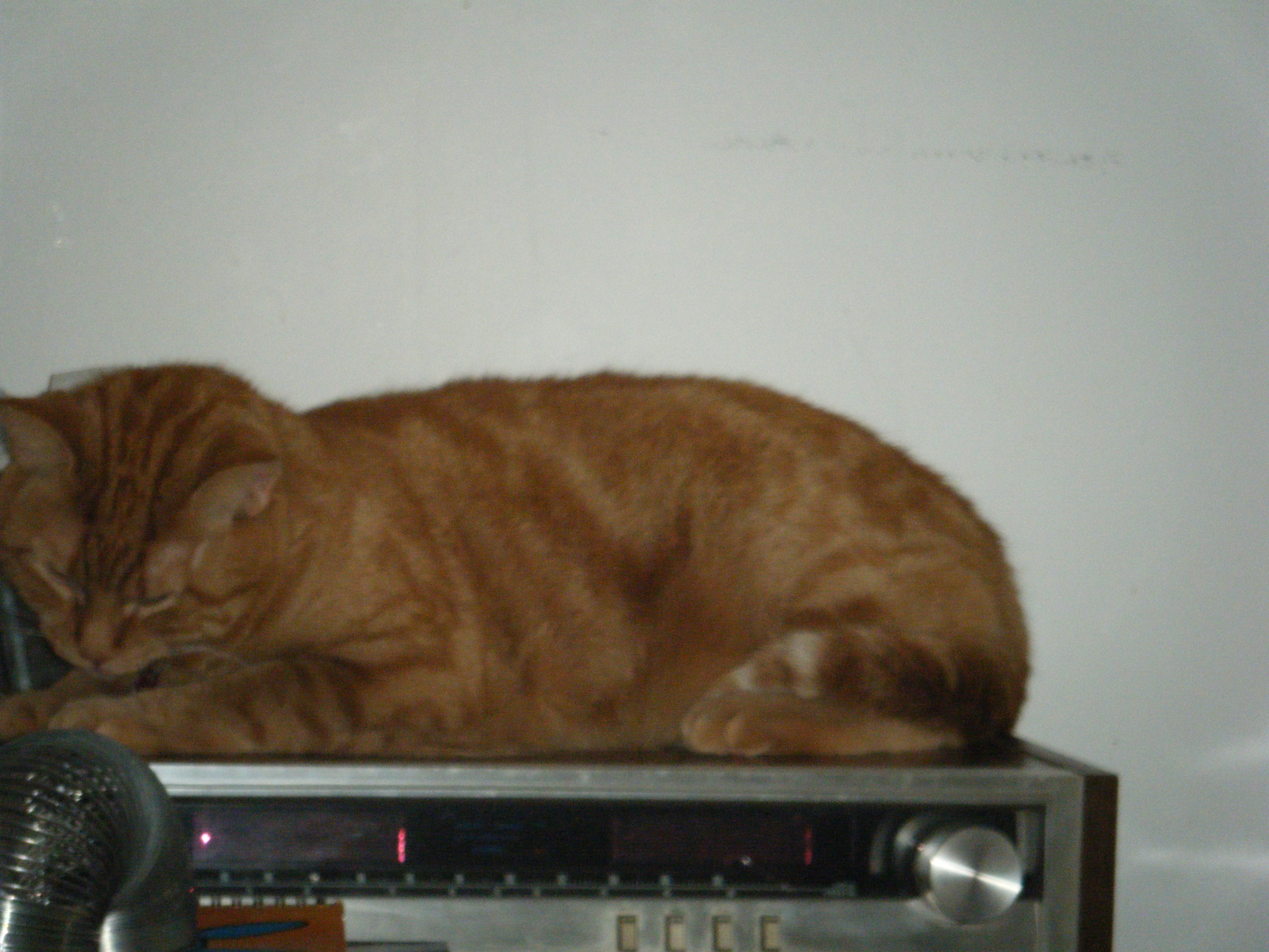 Clément le chat est couché sur la vieille radio en fonction, la tête un peu penché semblant concentré.