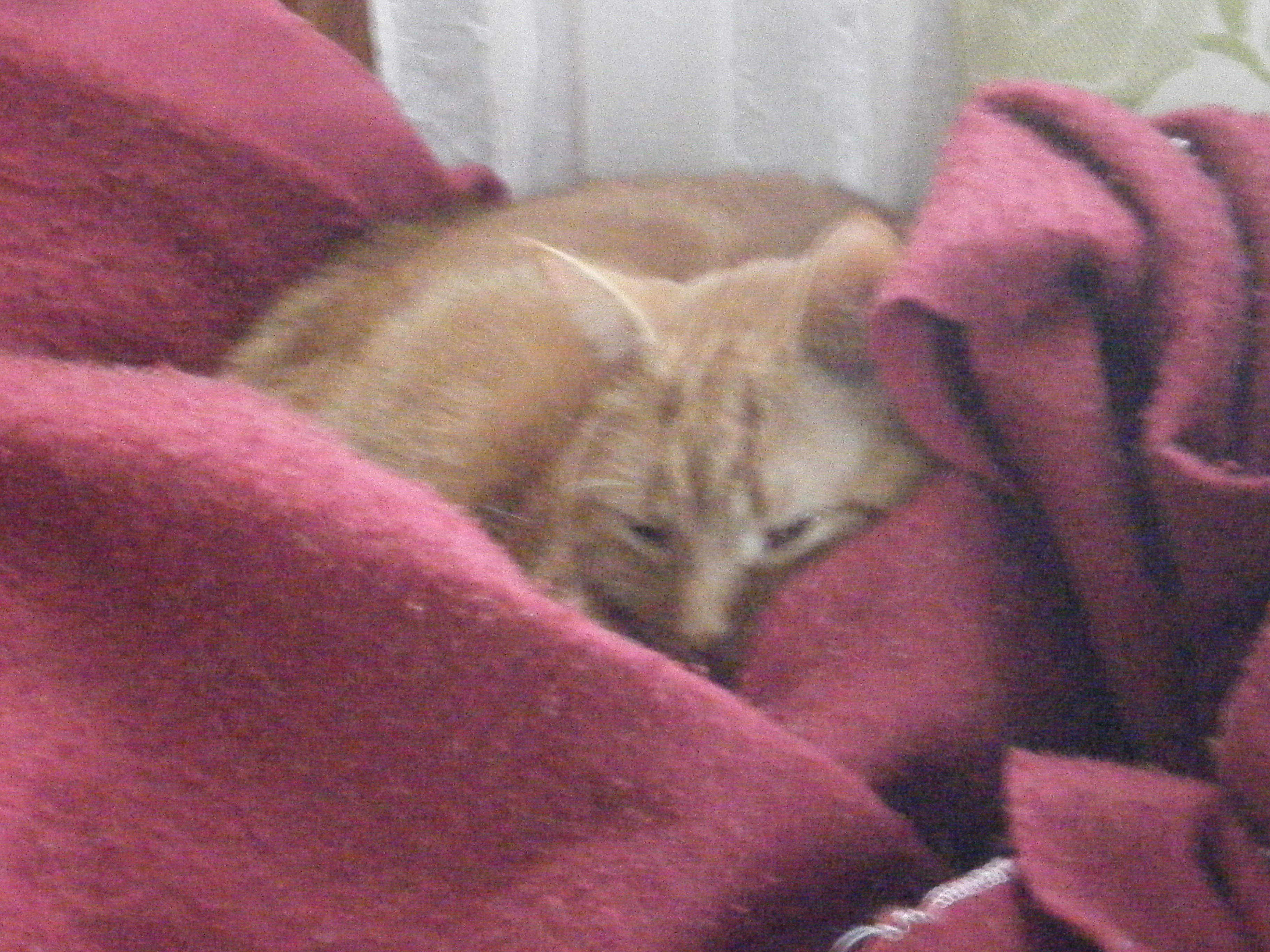 Clément le chat est à peine visible couché en boule dans un nid de couvertures et coussins.