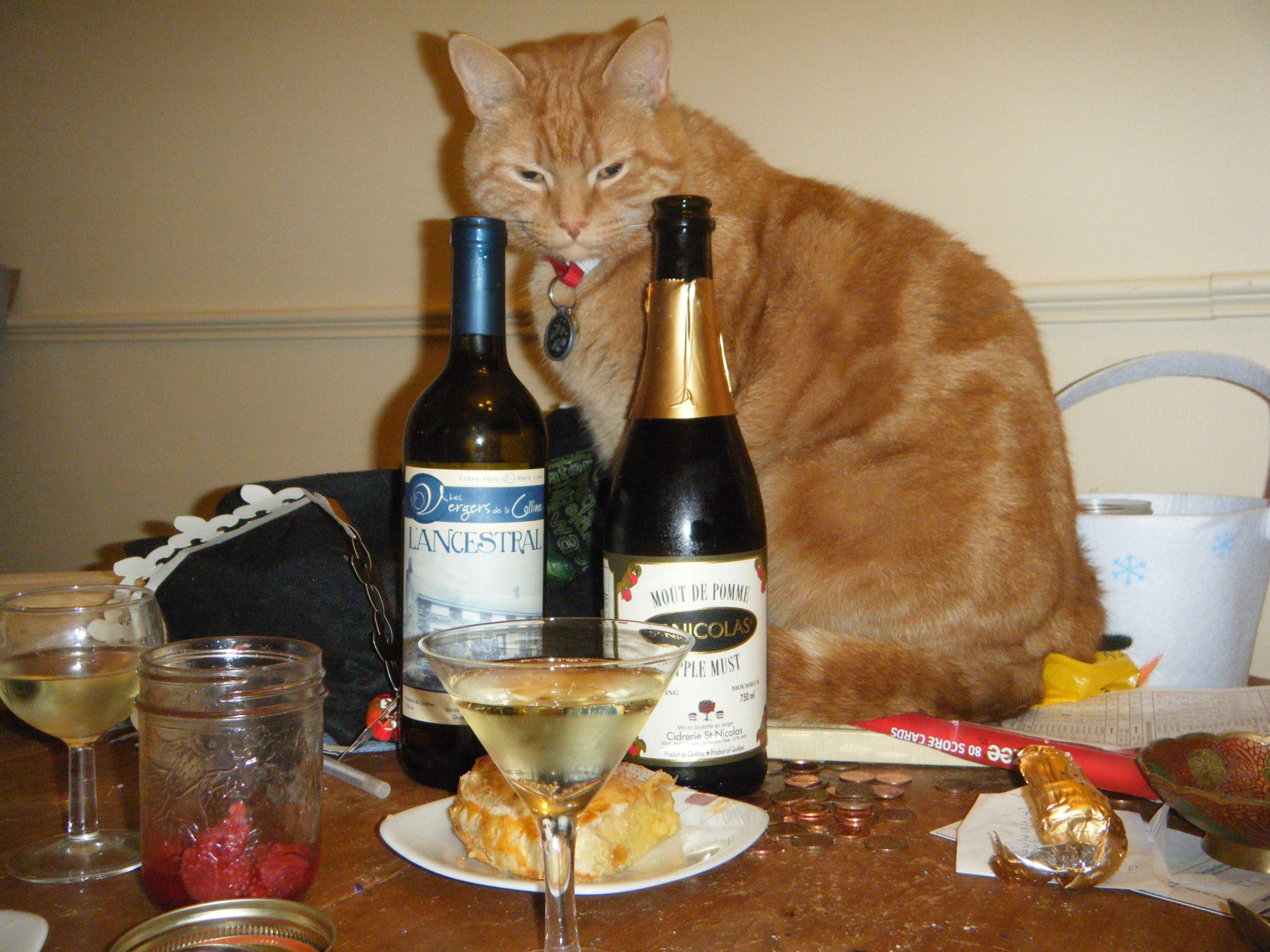 Clément le chat est assis sur la table, derrière deux bouteilles, un cidre et un moût de pomme, zieutant une part de galette à la frangipane posée devant les bouteilles.