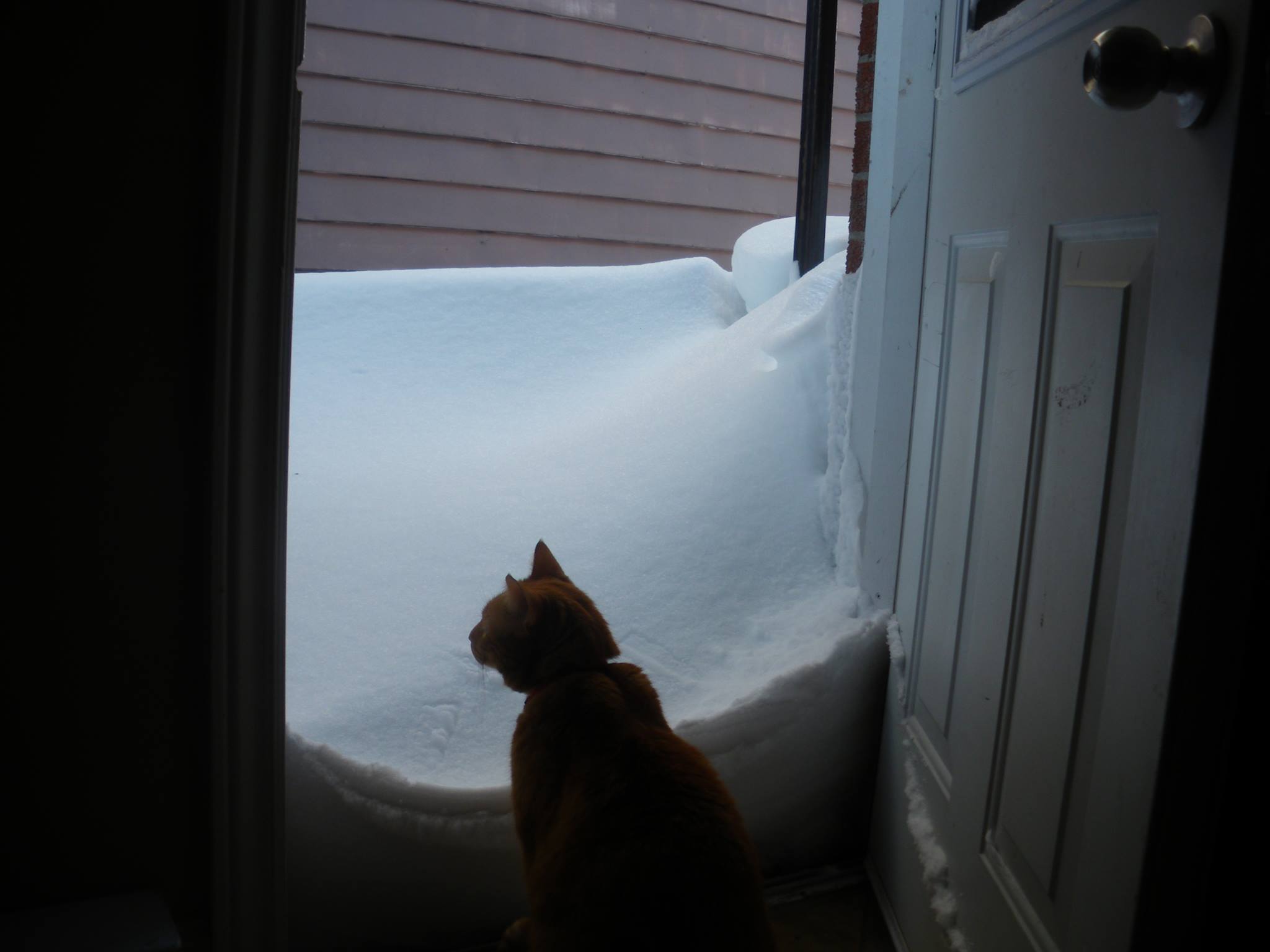 Clément le chat à contrejour est assis sur le pas de la porte ouverte contemplant l'épais duvet blanc couvrant sa cour extérieure.