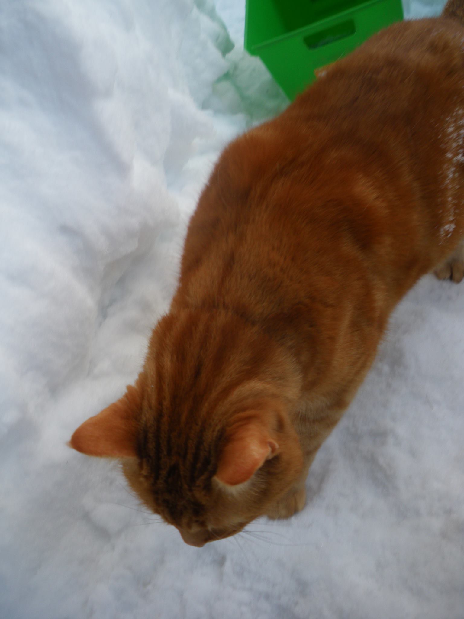 Clément le chat est debout dans la neige, vue en plongée, sous lui, il y en a peu, autour de lui, s'érige un banc de neige.