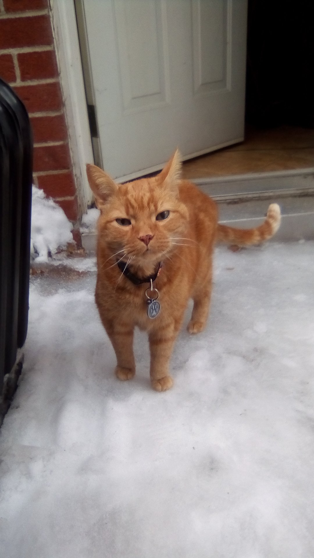 Clément le chat est debout sur une épaisse couche de glace recouvrant la cour, il sent l'air incertain.