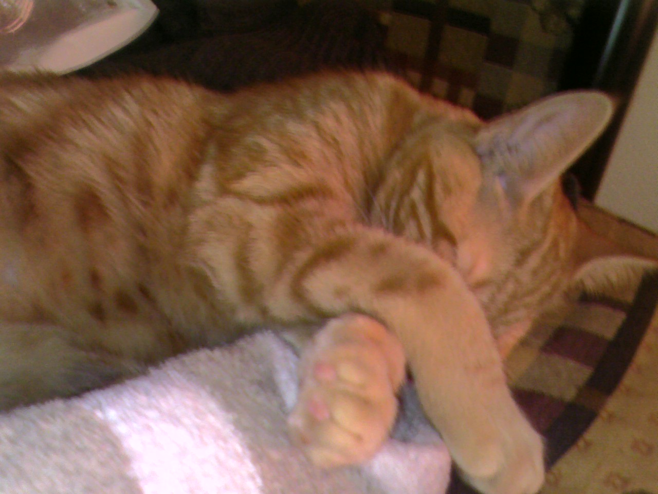 Clément le chat est allongé, le visage caché derrière ses pattes qui sont croisées sur mon pied