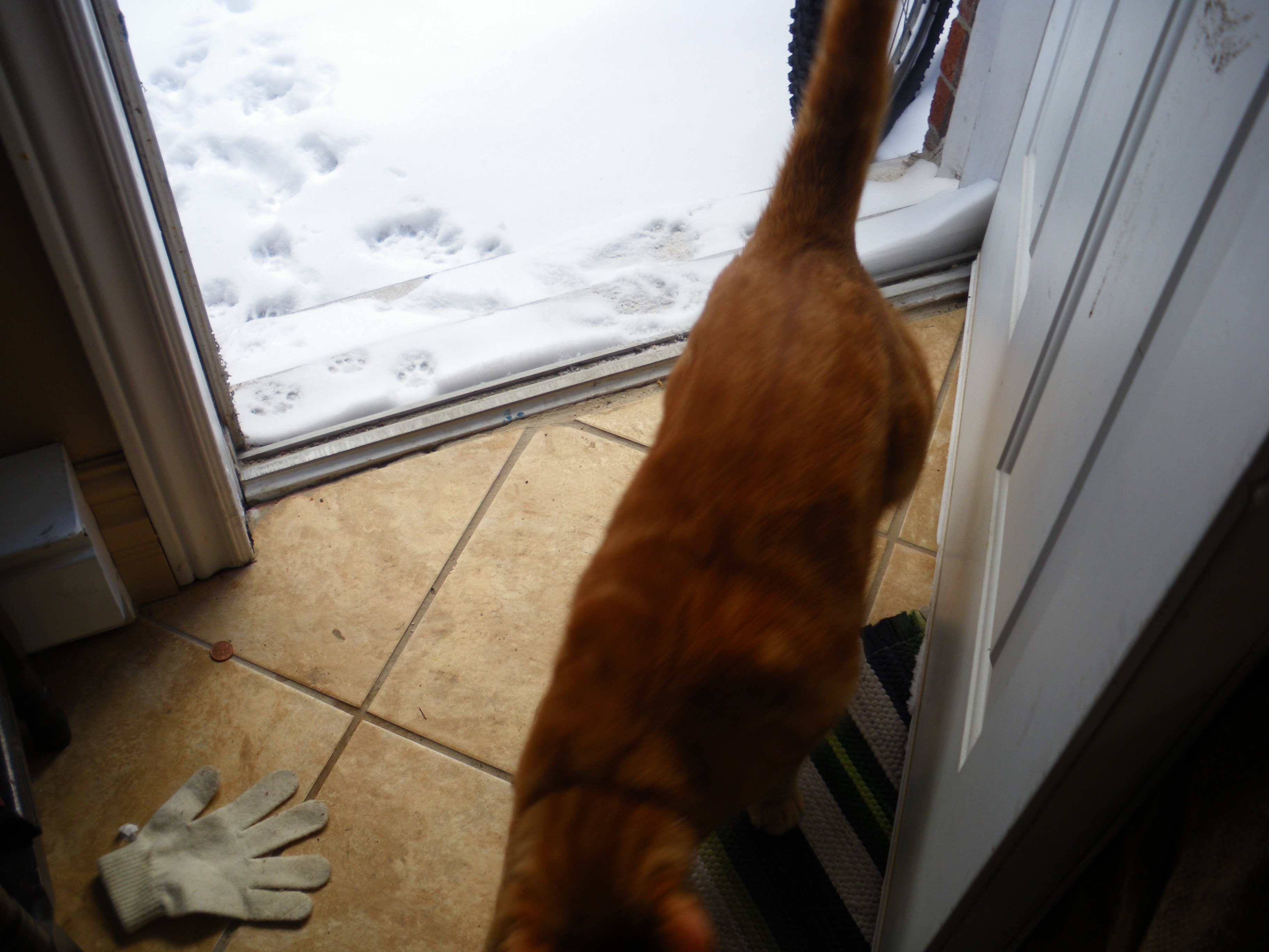 Clément le chat est debout, vue en plongée, rentrant dans la maison après un brève excursion dans la neige, laissant quelques traces de pattes derrière lui dans la neige autrement immaculée.