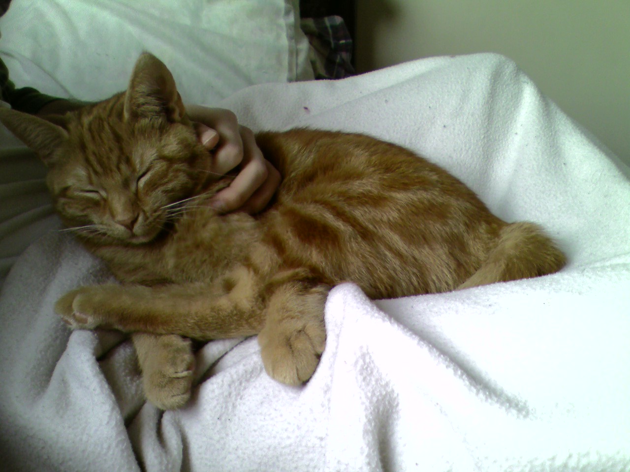 Clément chaton est couché en boule sur mes jambes couvertes d'un jeté molletoné blanc, les yeux clos. On ne voit que ma main posé au creux de son cou.