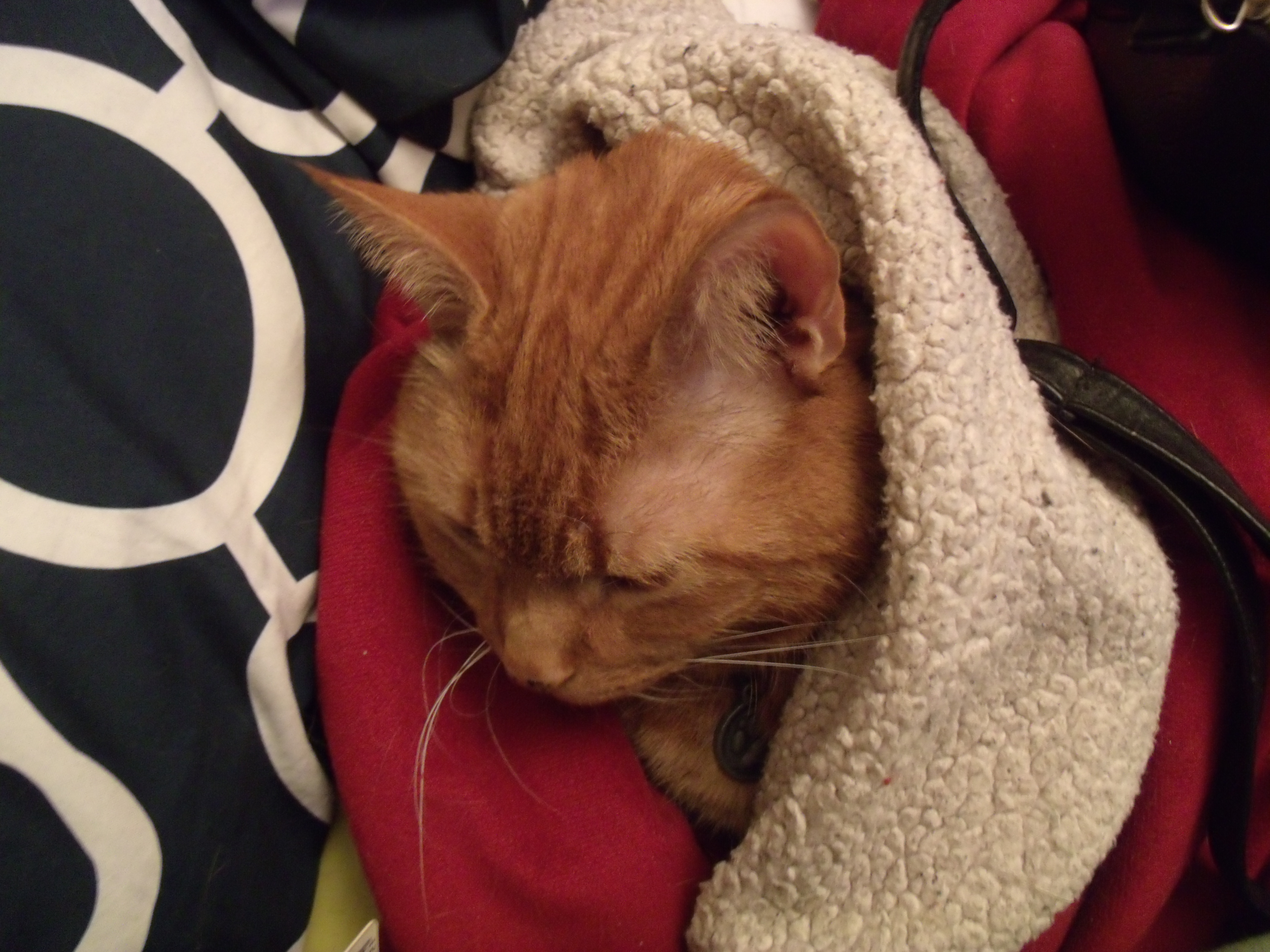 Clément le chat, gros plan sur son visage de biais, il est emmailloté dans une de ses couvertures préférées, la rouge molletonnée.