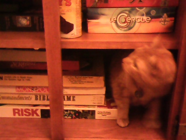 Clément le chat, la tête floue tournée vers la gauche par son mouvement, se trouve à l'intérieur de l'armoire de jeux de société.